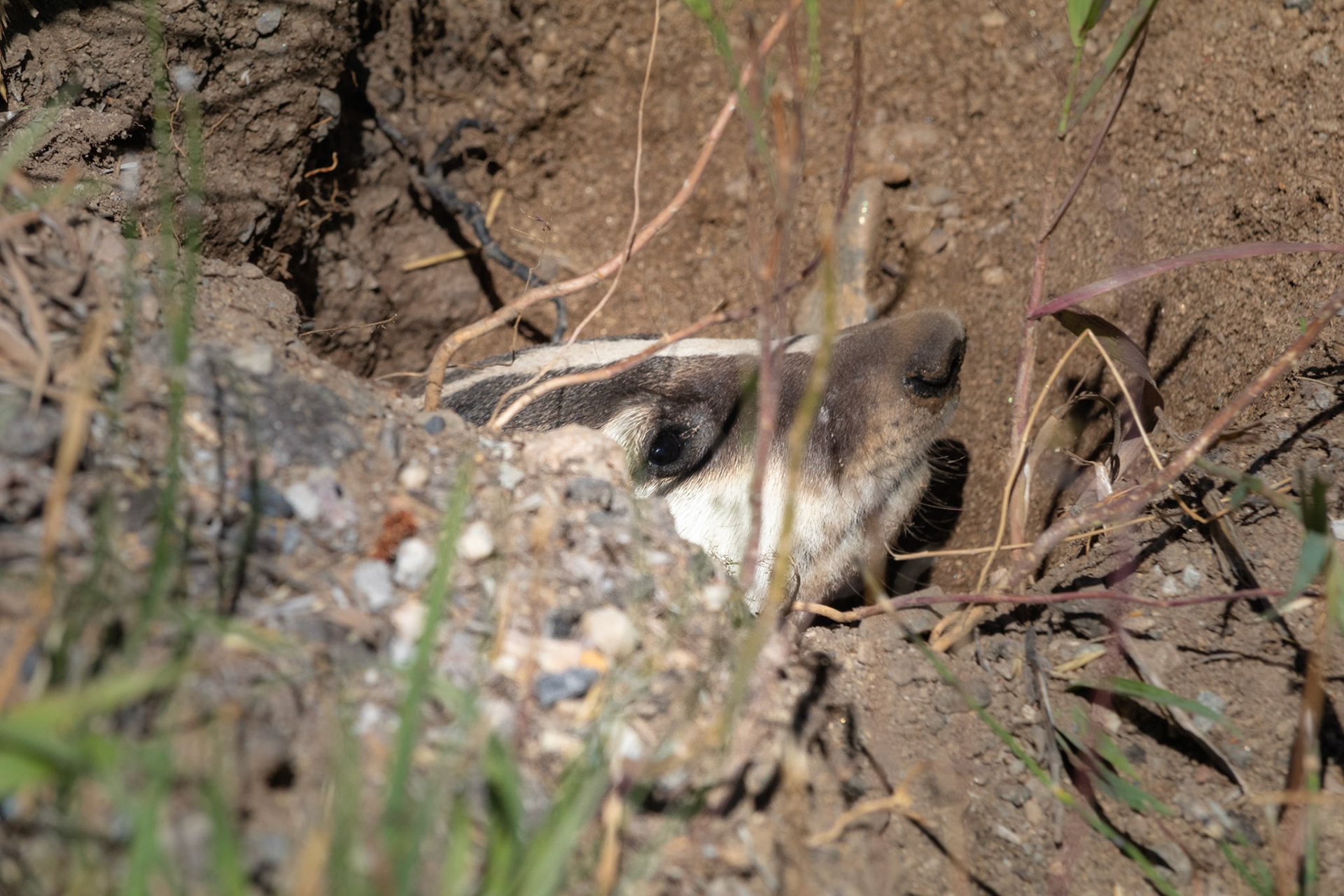 Zilverdas/American Badger (Taxidea taxus)