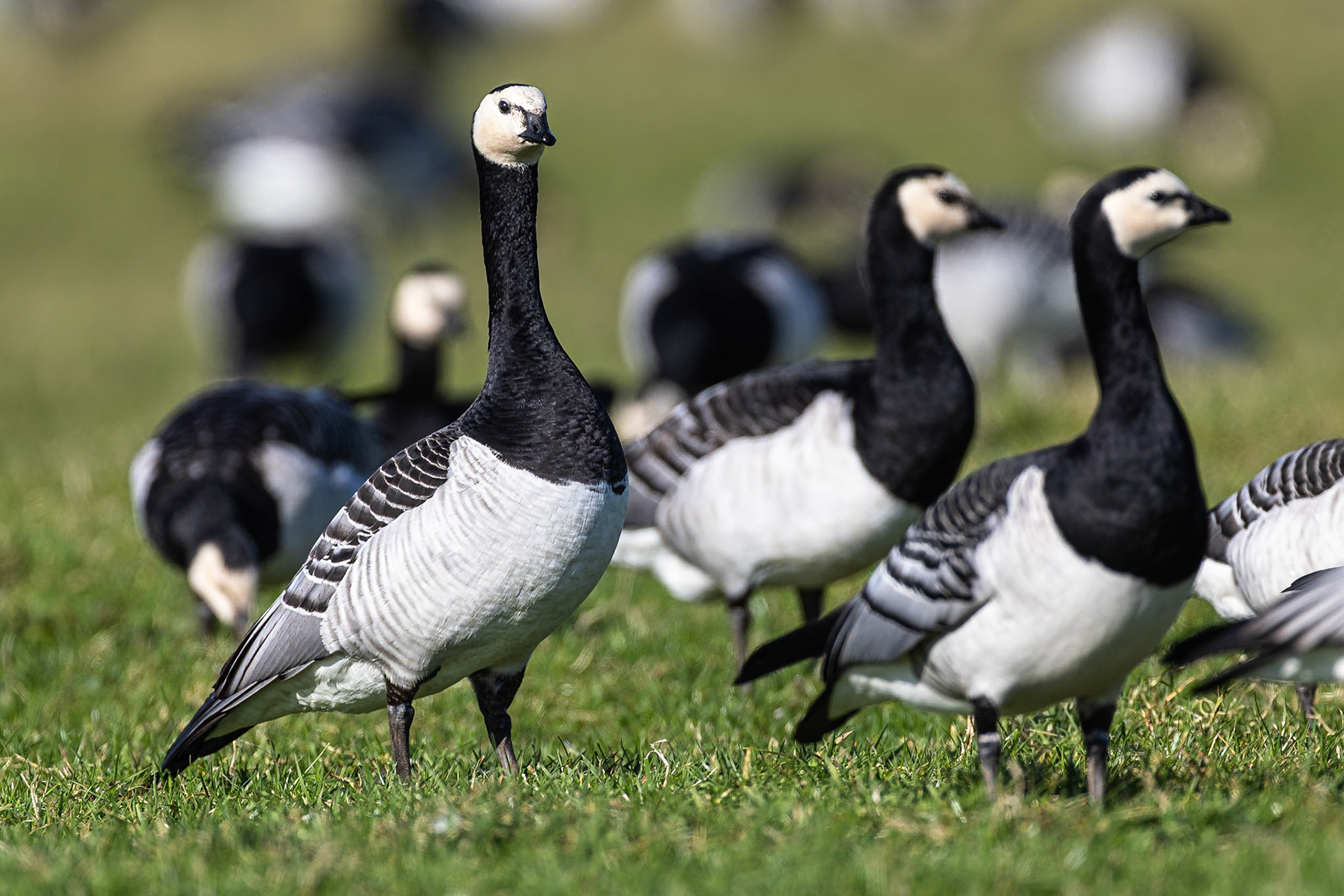 Brandgans / Barnacle goose (Branta leucopsis)