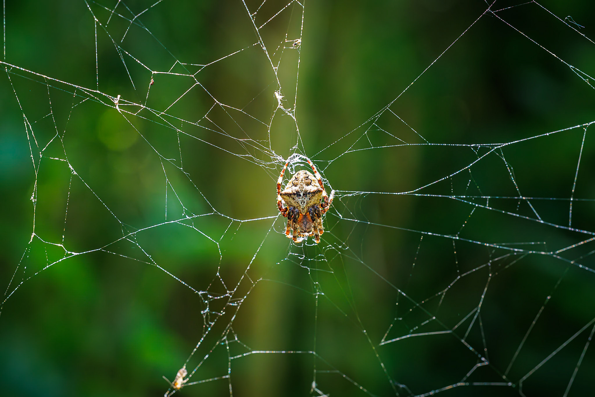 Kruisspin (Araneus ?)