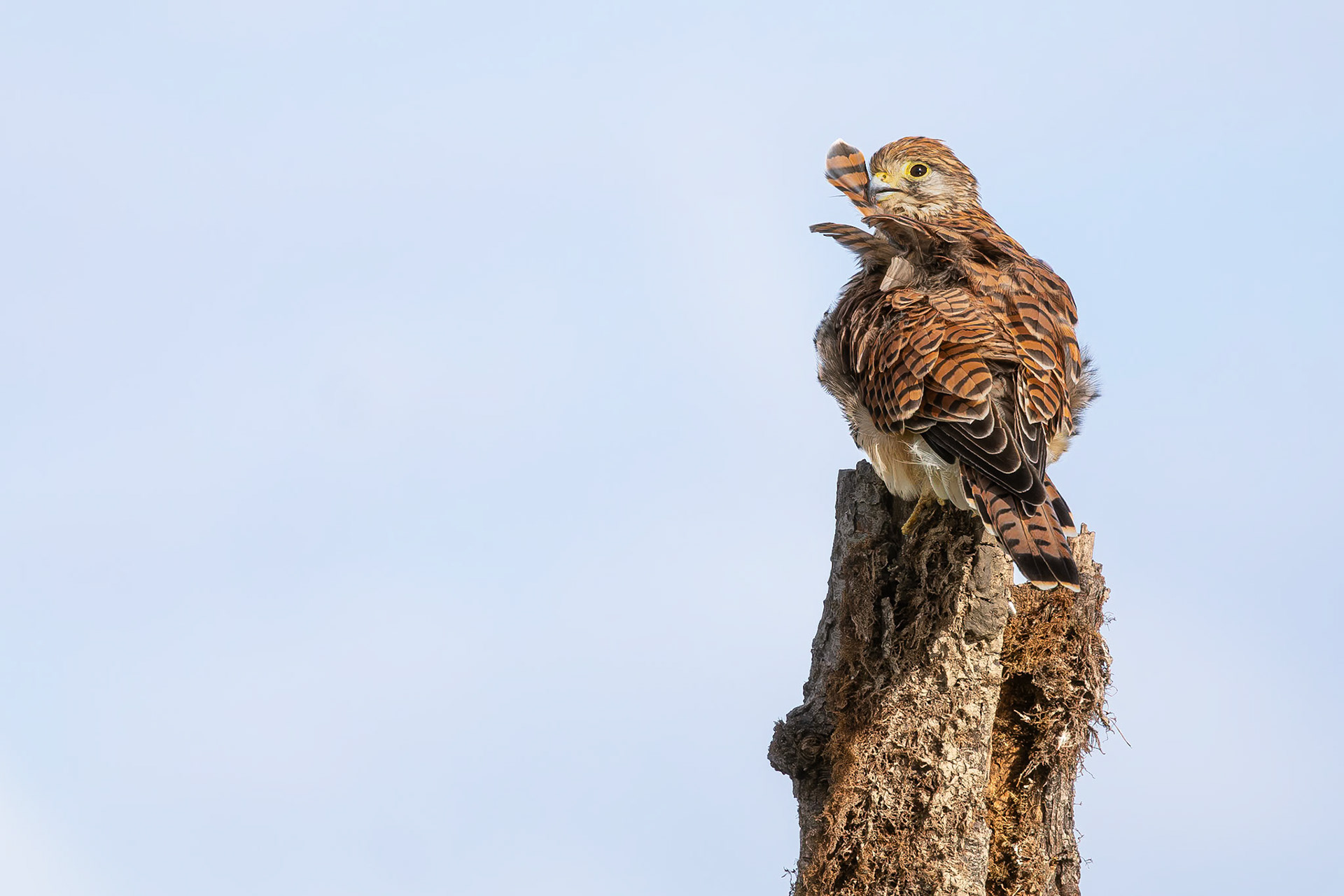 Torenvalk / Common kestrel (Falco tinnunculus)