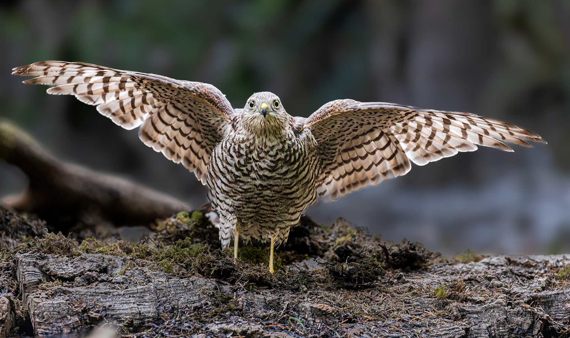 Sperwer / Eurasian sparrowhawk (Accipiter nisus)
