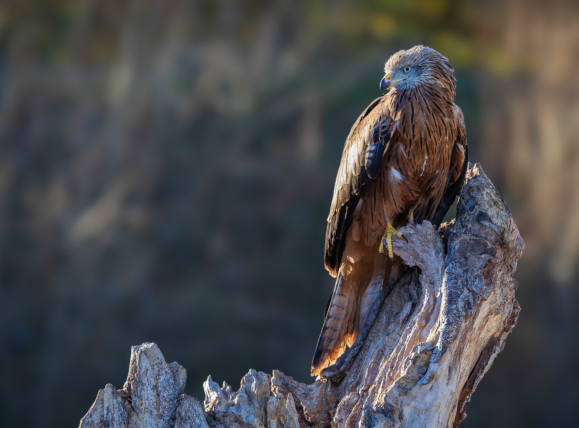 Rode wouw / Red kite (Milvus milvus)