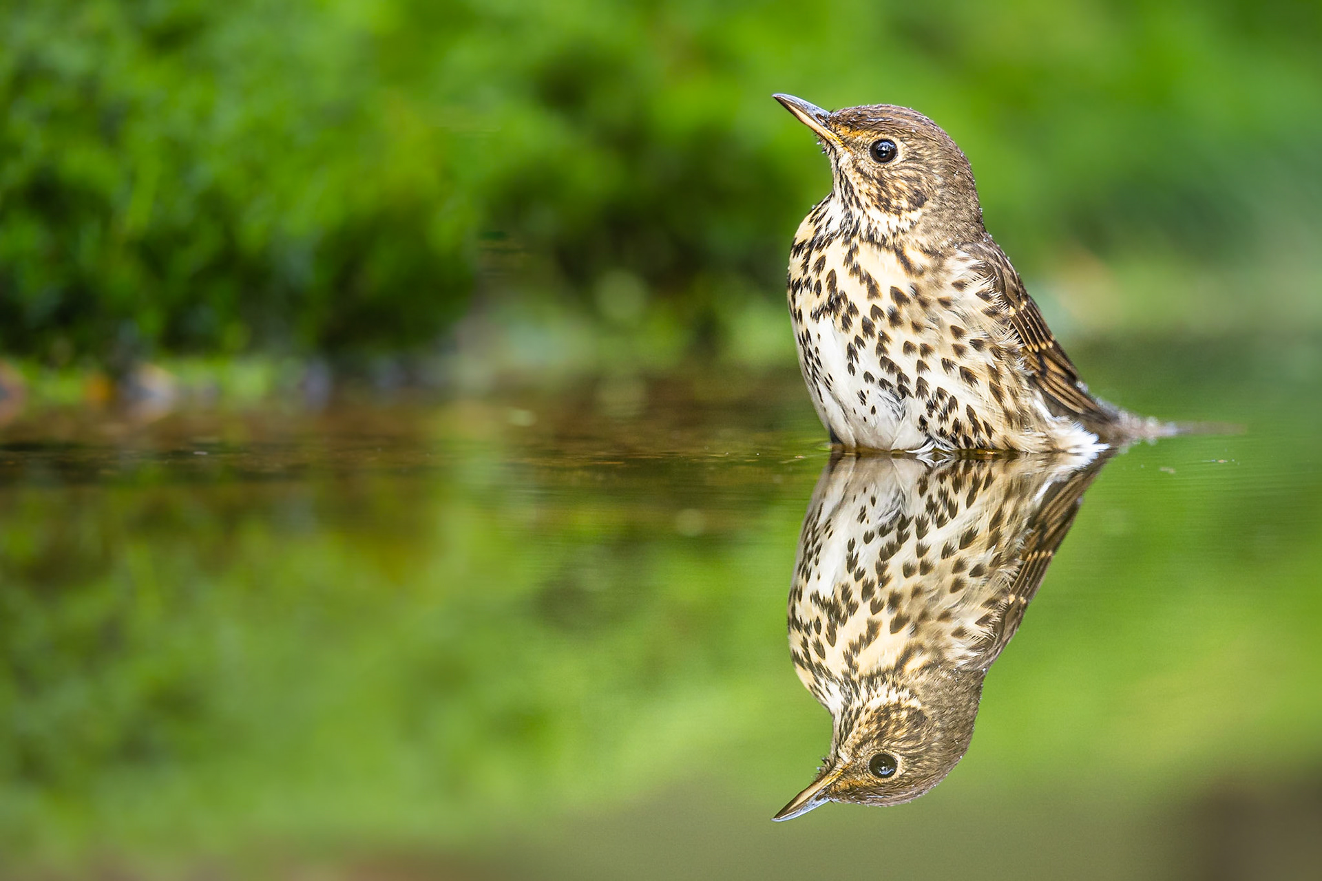 Zanglijster / Song thrush (Turdus philomelos)