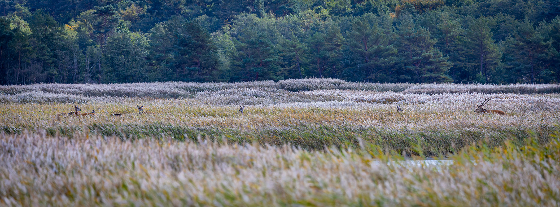Edelhert / Red Deer  (Cervus elaphus)