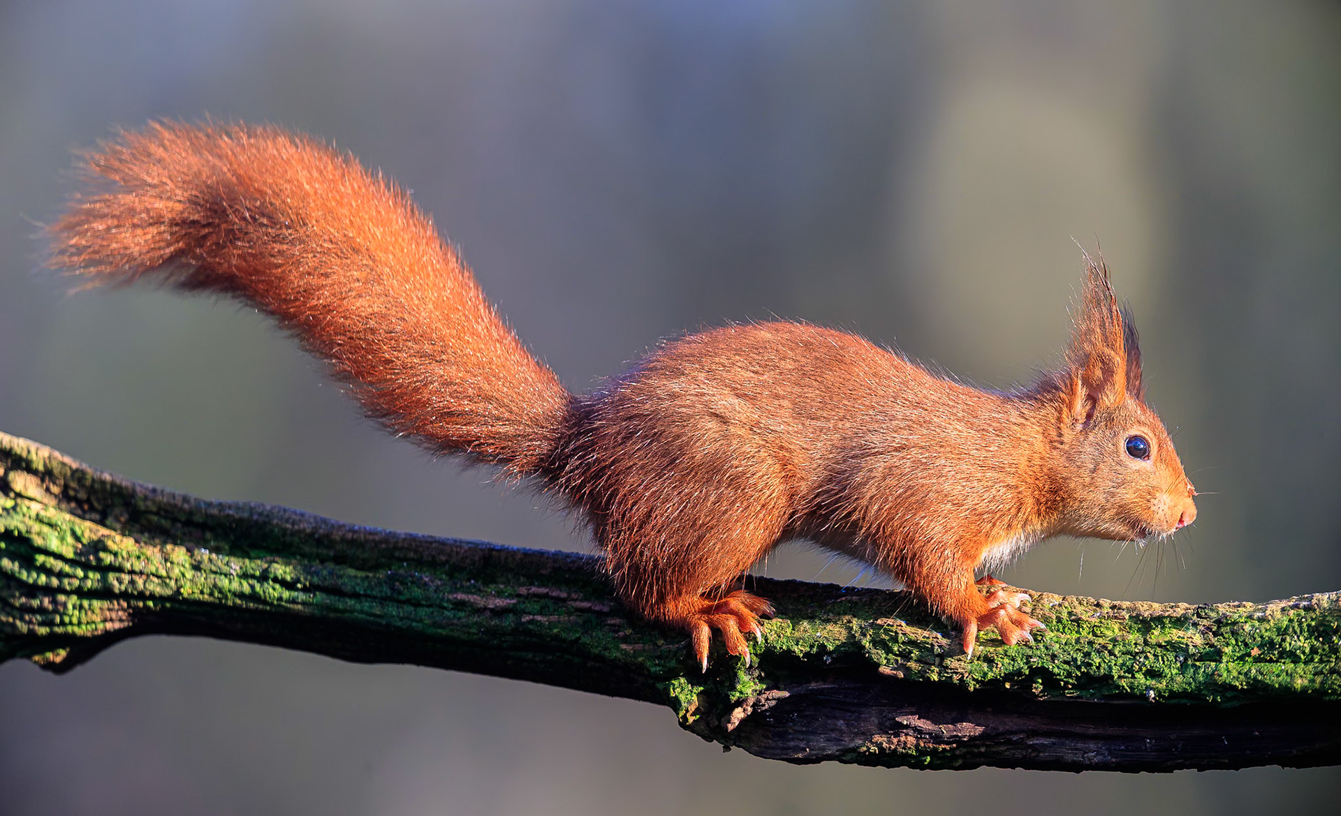 Eekhoorn / Eurasian red squirrel (Sciurus vulgaris)