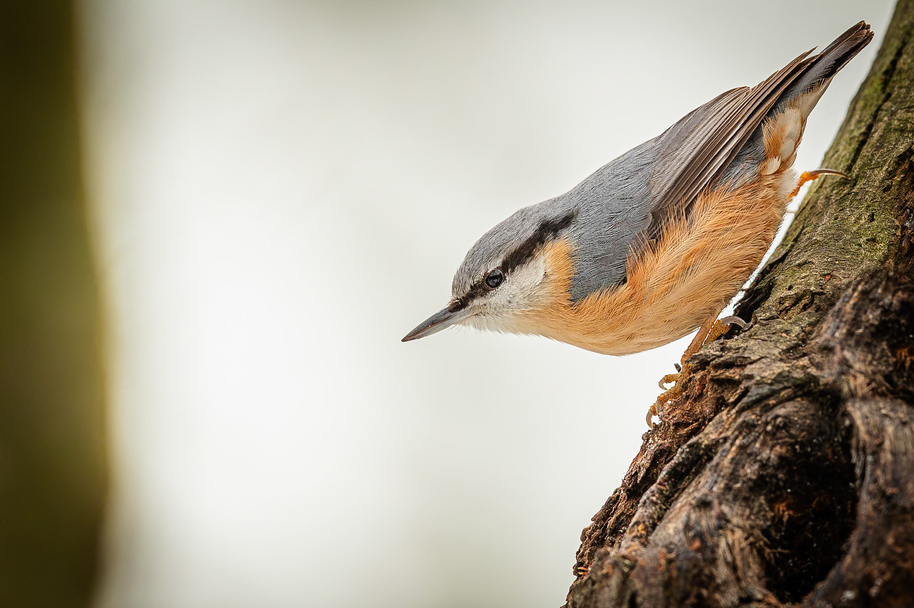 Boomklever / Eurasian nuthatch (Sitta europaea)