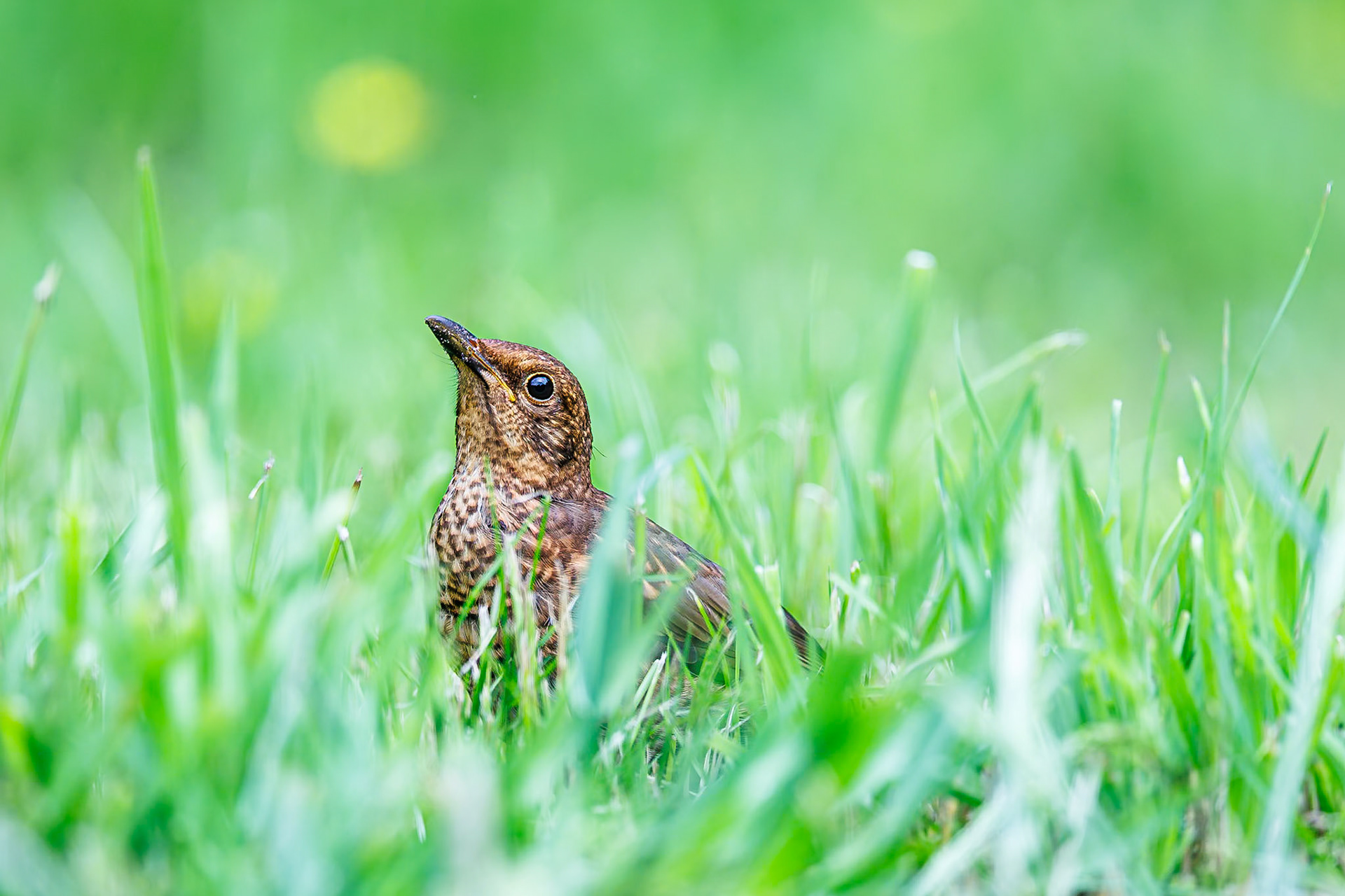 Merel / Common Blackbird (Turdus merula)