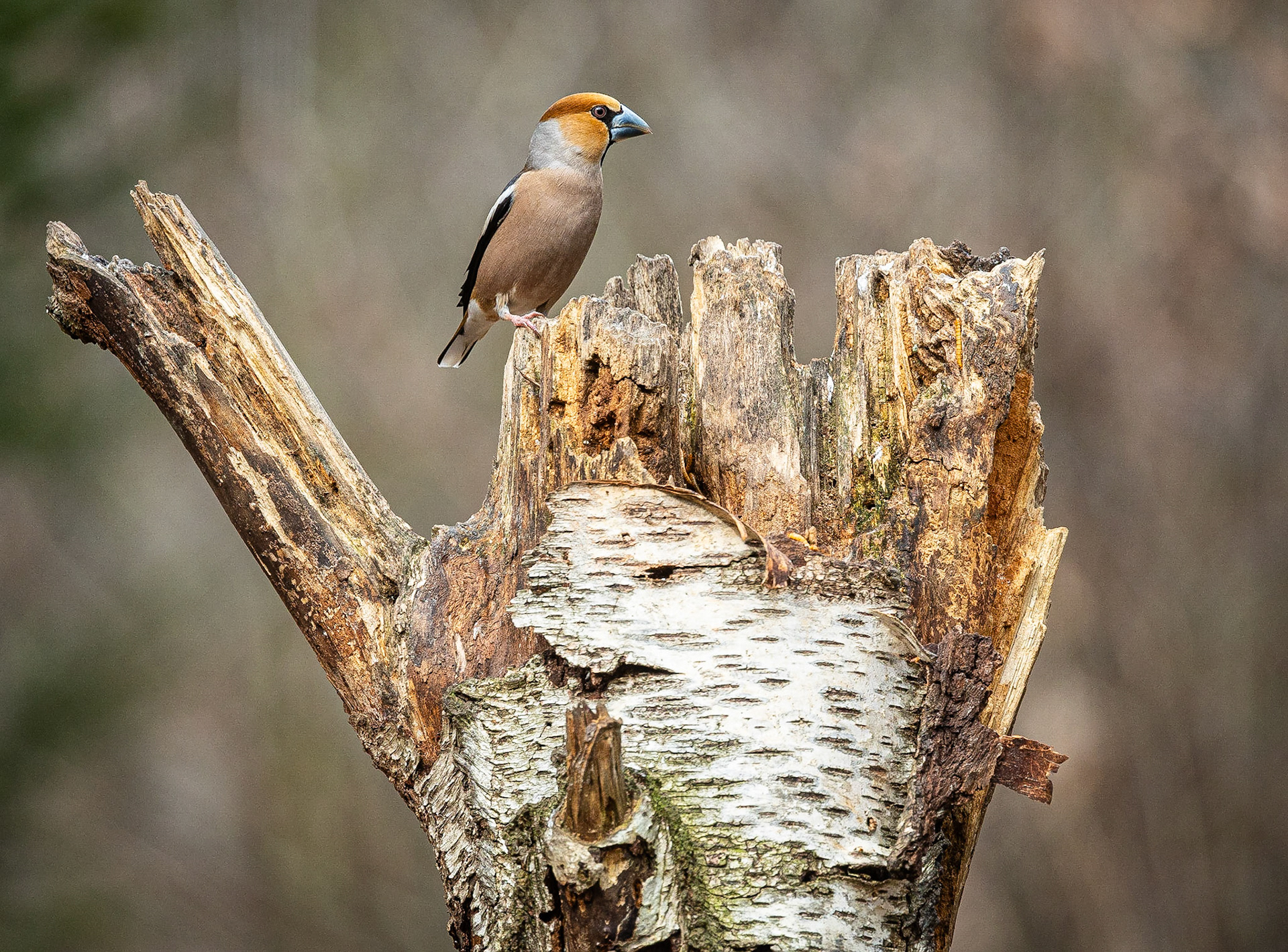 Appelvink / Hawfinch (Coccothraustes coccothraustes)