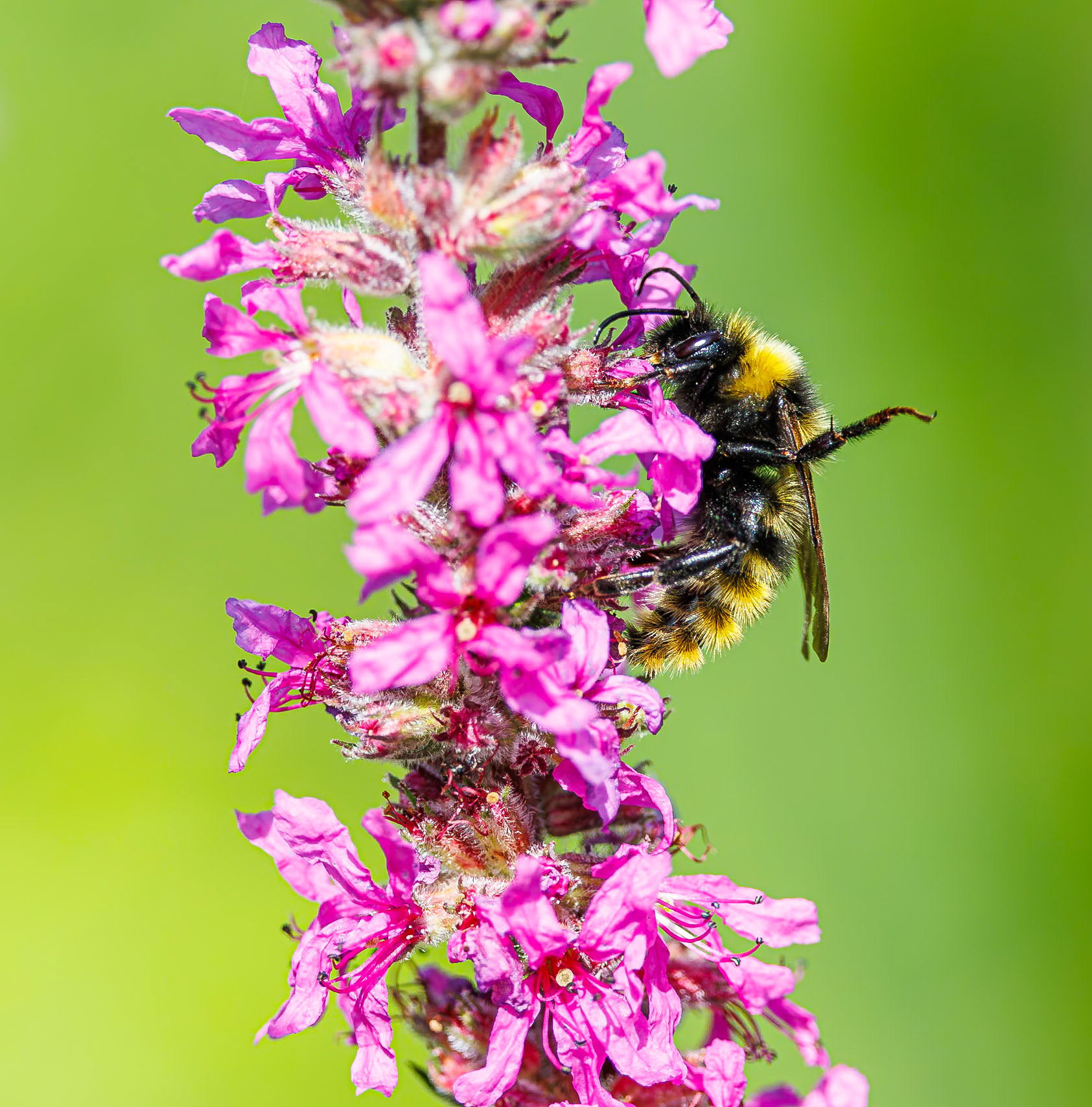 Gewone koekoekshommel / Cuckoo bumblebee (Bombus campestris)