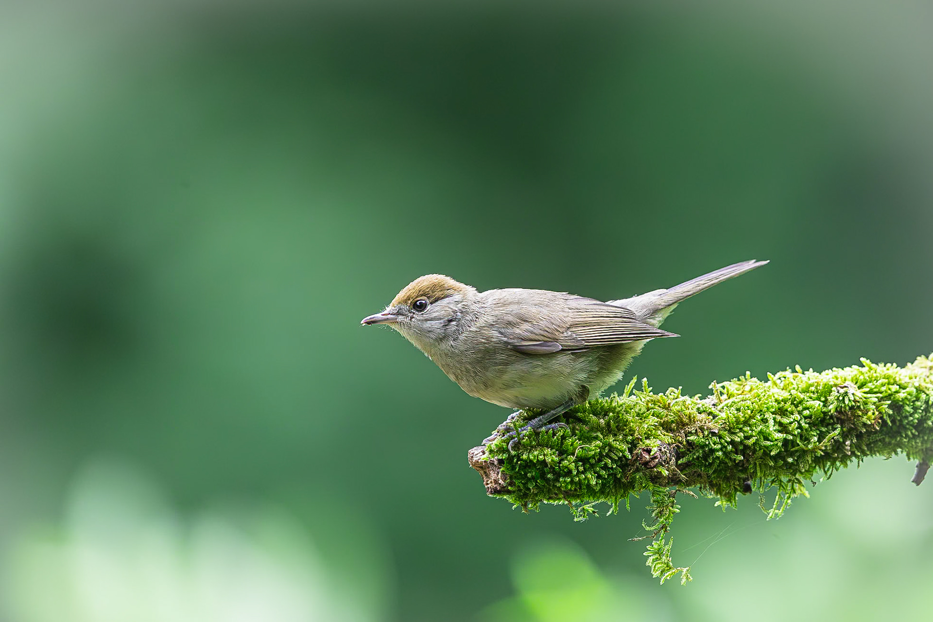 Zwartkop / Eurasian blackcap (Sylvia atricapilla)