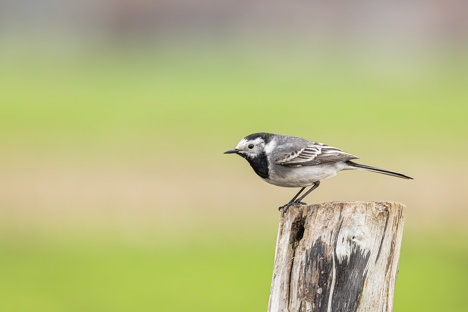 Witte Kwikstaart / White wagtail (Motacilla alba alba)