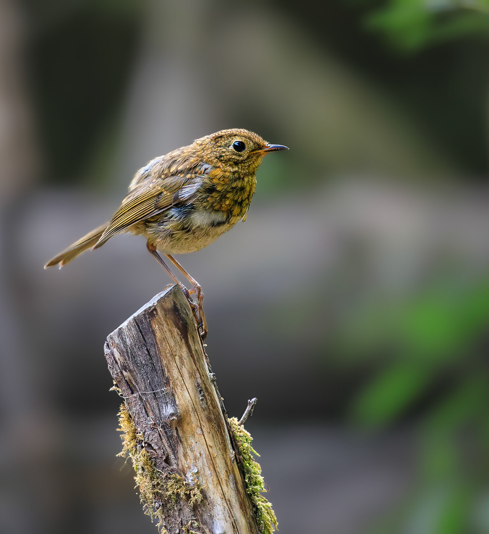 Roodborstje / European Robin (Erithacus rubecula)