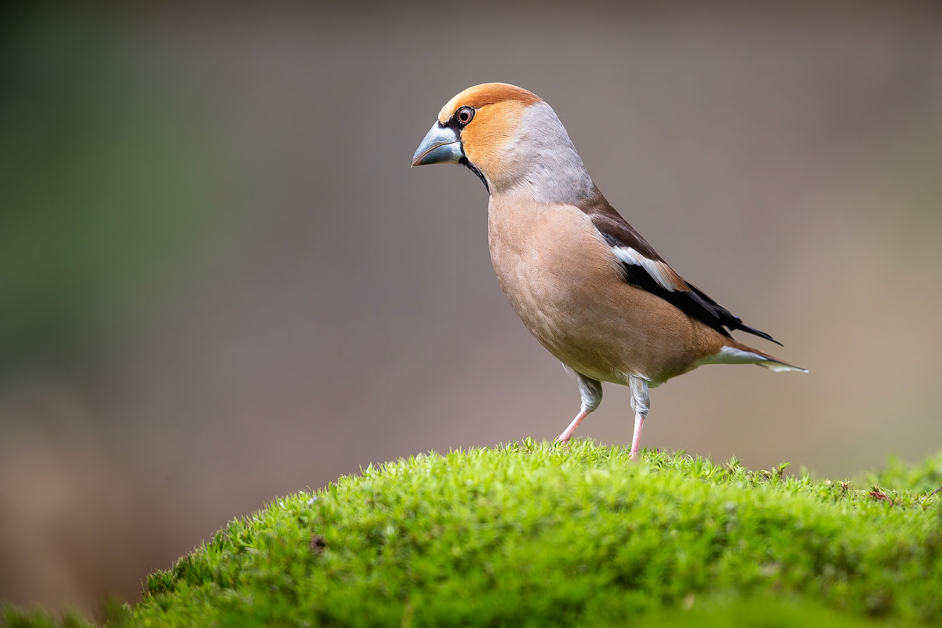 Appelvink / Hawfinch (Coccothraustes coccothraustes)