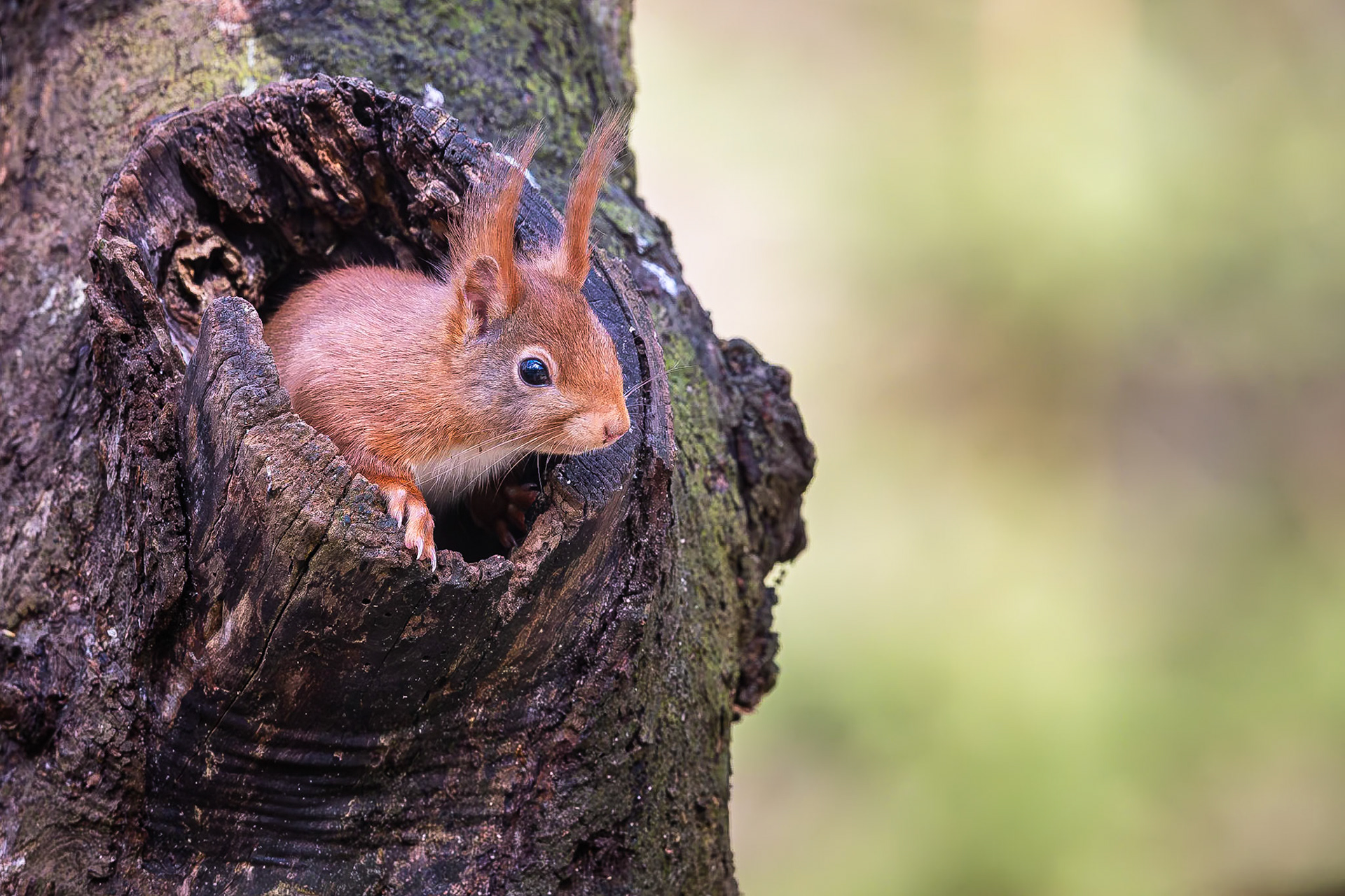 Eekhoorn / Eurasian red squirrel (Sciurus vulgaris)