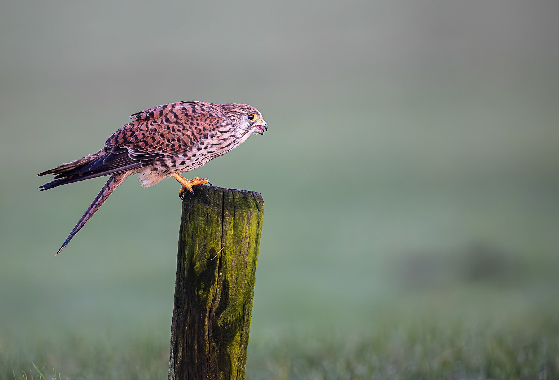 Torenvalk / Common kestrel (Falco tinnunculus)