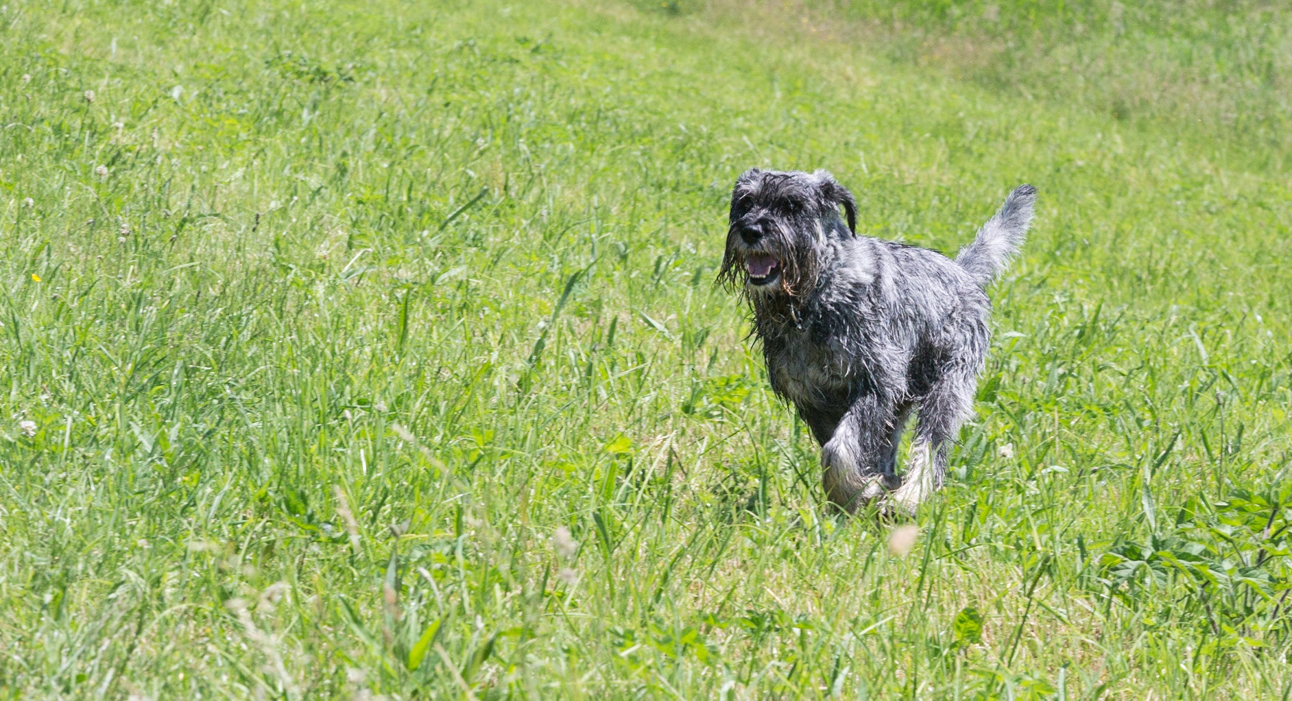 Odie