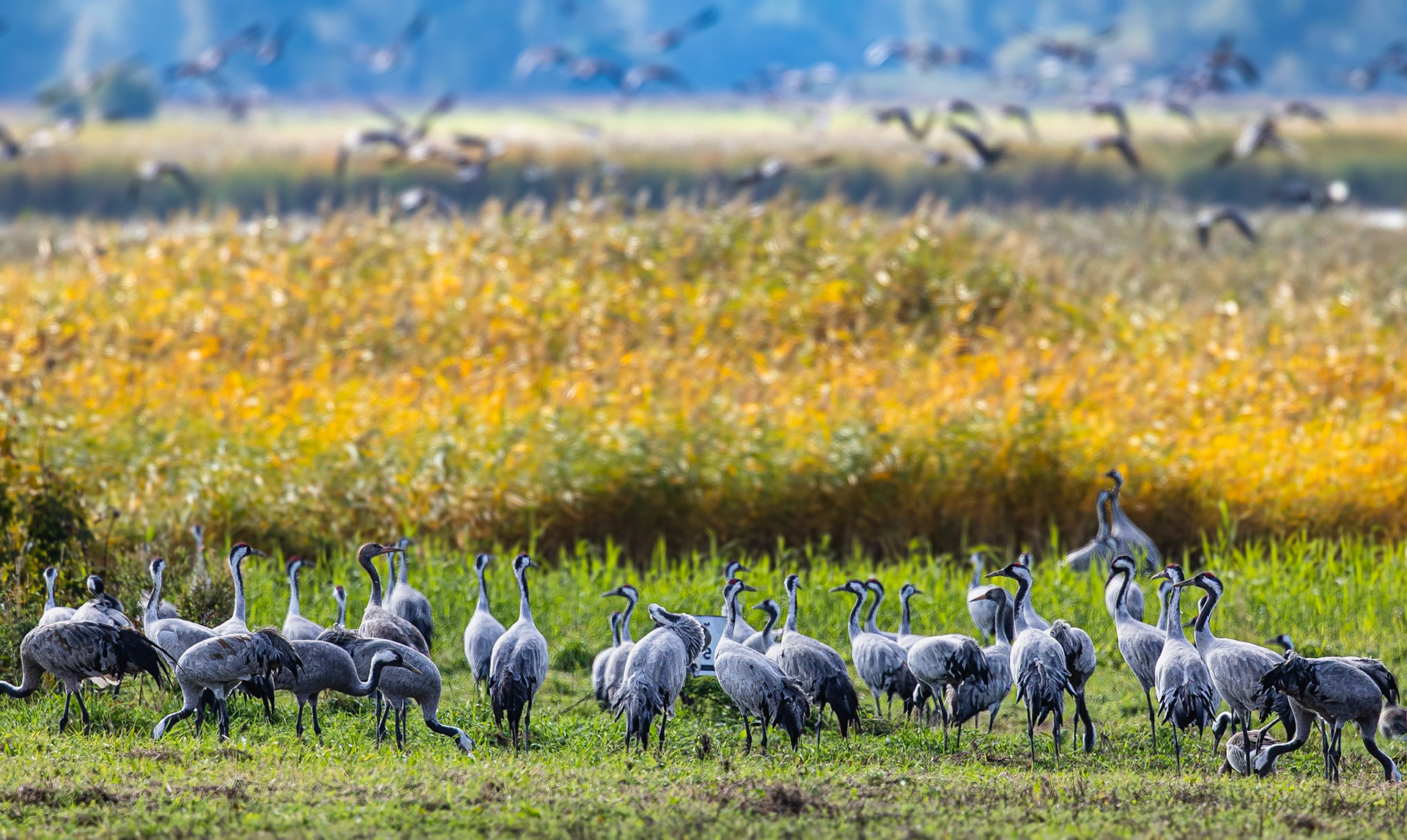 Kraanvogel / Common Crane (Grus grus)
