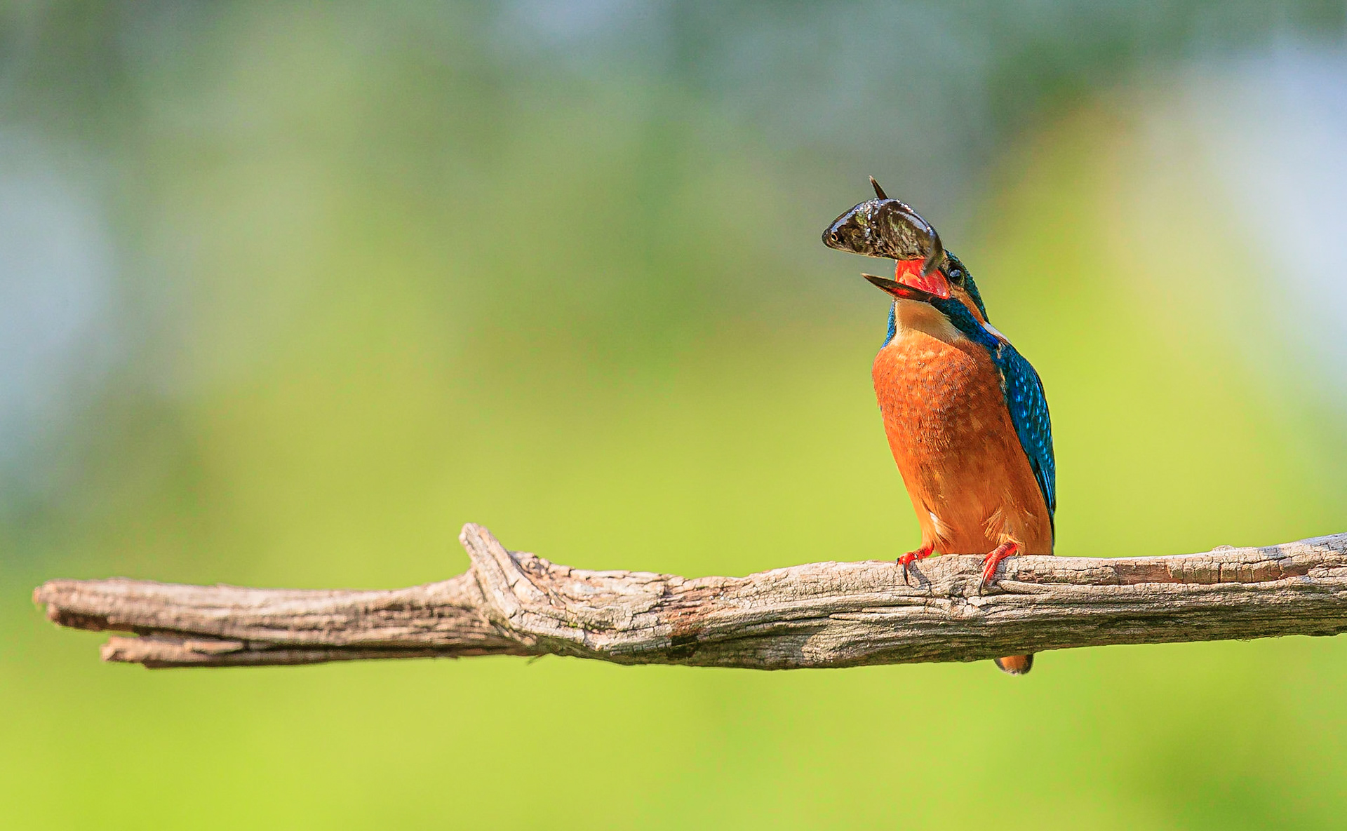IJsvogel / Common kingfisher (Alcedo atthis)