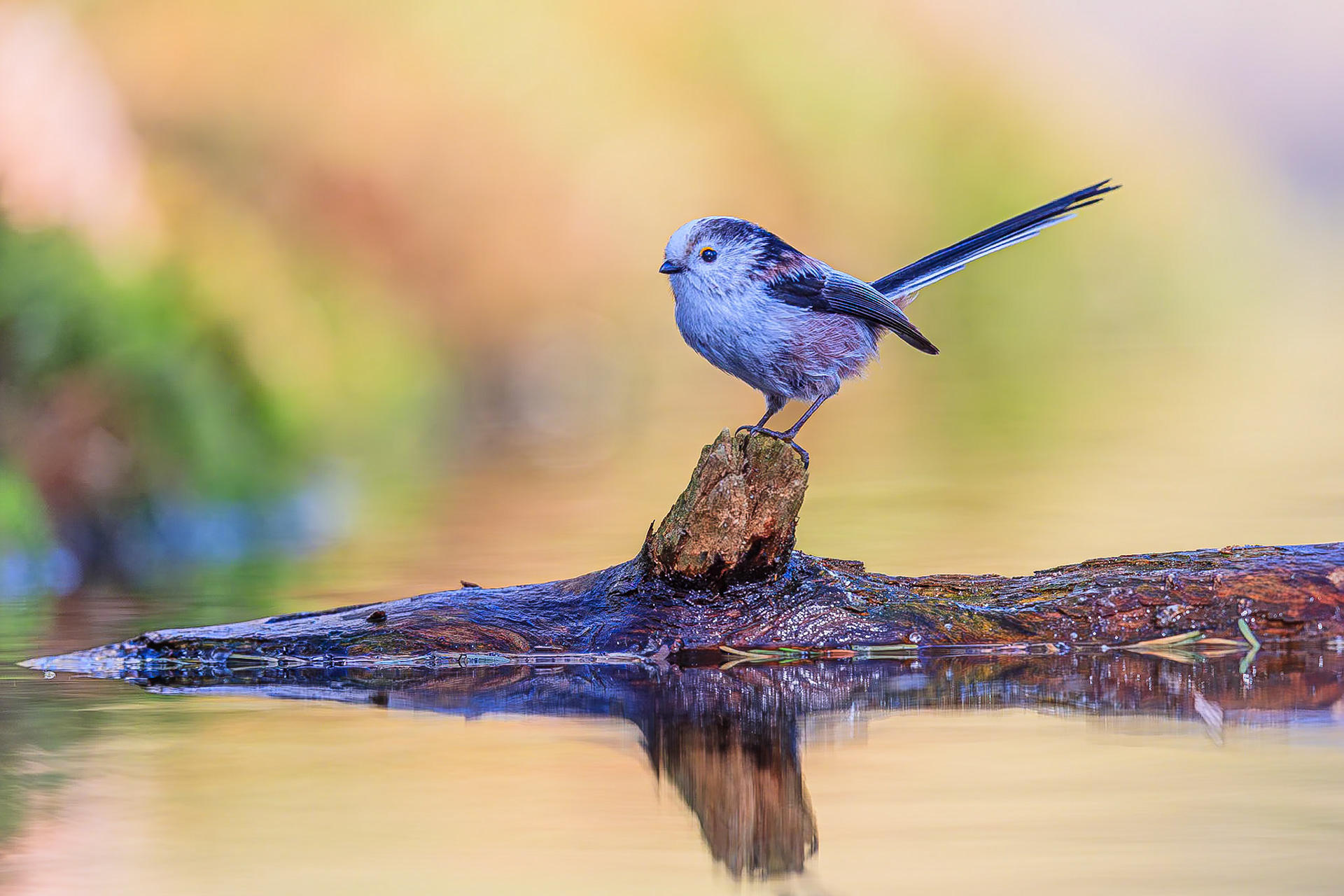 Staartmees / Long-tailed tit (Aegithalos caudatus)