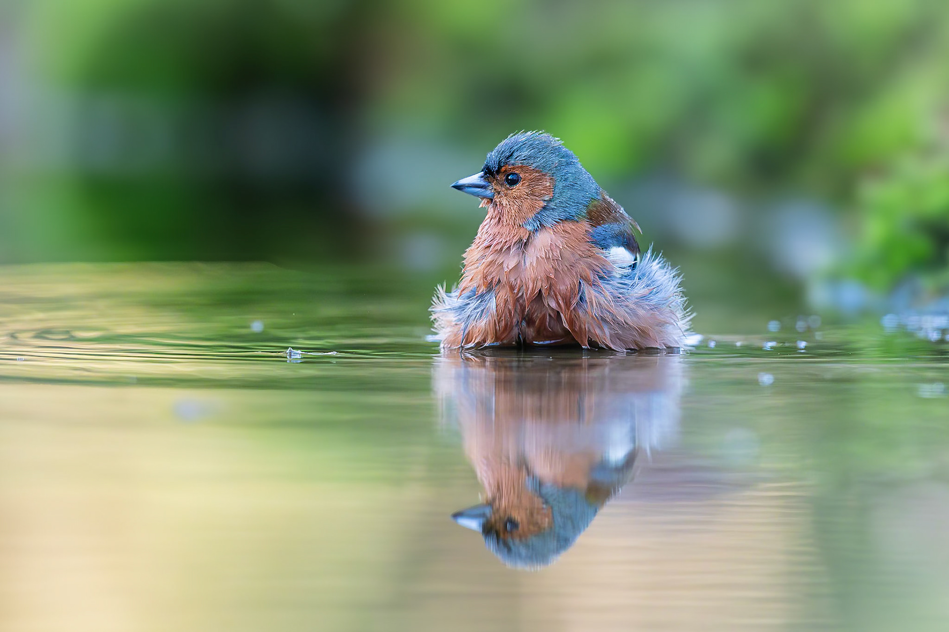 Vink / Common chaffinch (Fringilla montifringilla)