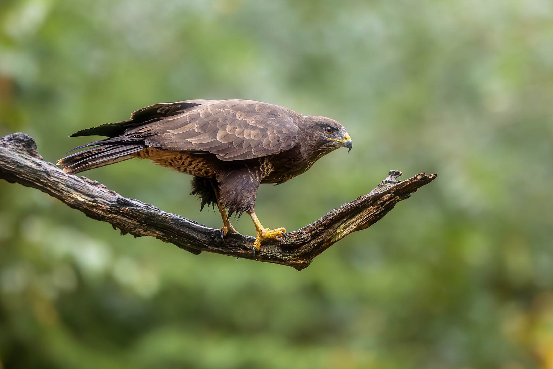 Buizerd / Common buzzard (Buteo buteo)
