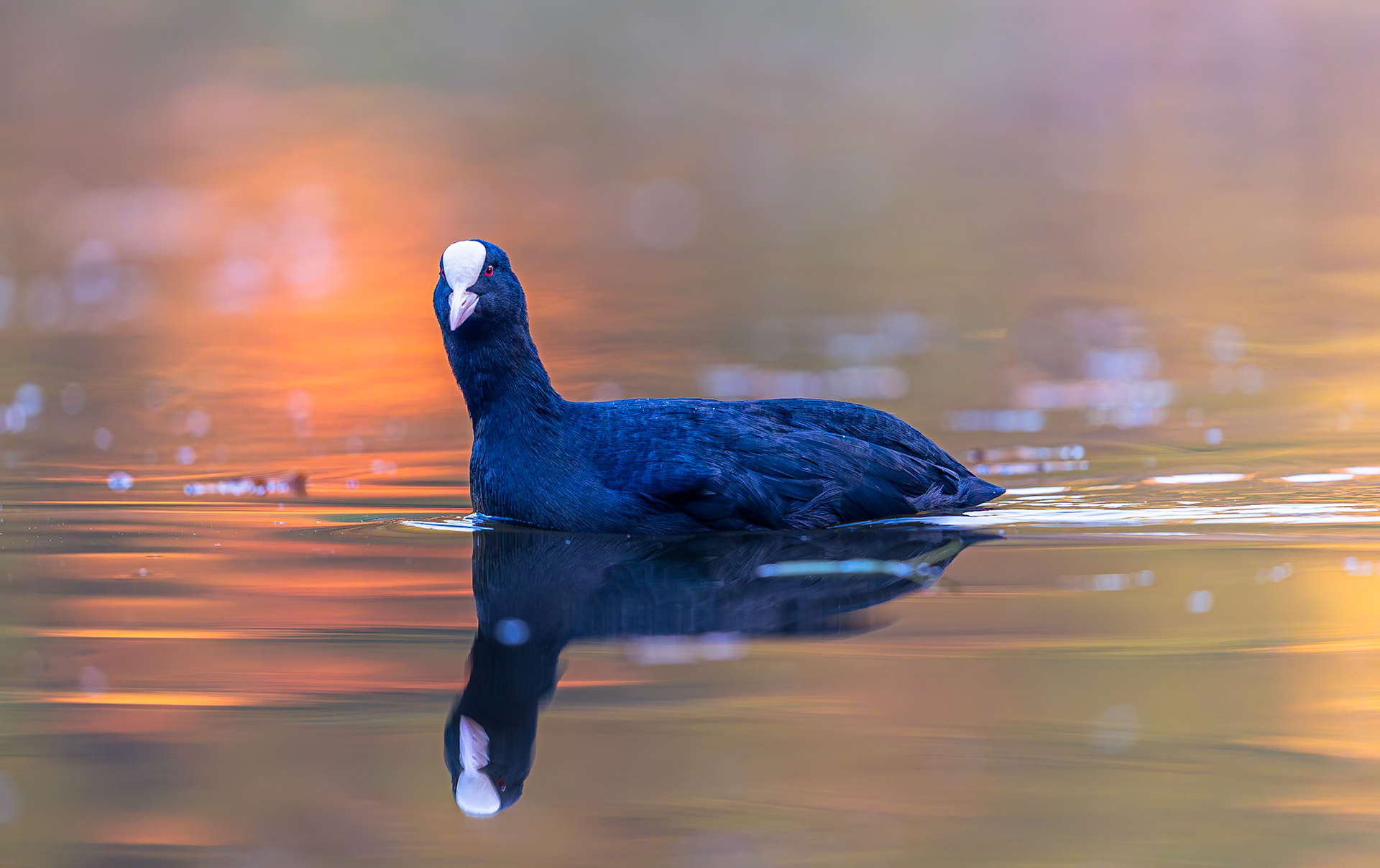 Meerkoet / Eurasian coot (Fulica atra)