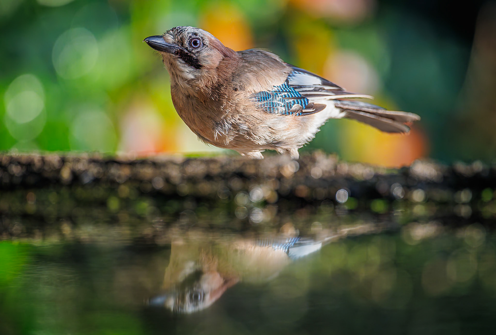 Gaai / Eurasian jay (Garrulus glandarius)