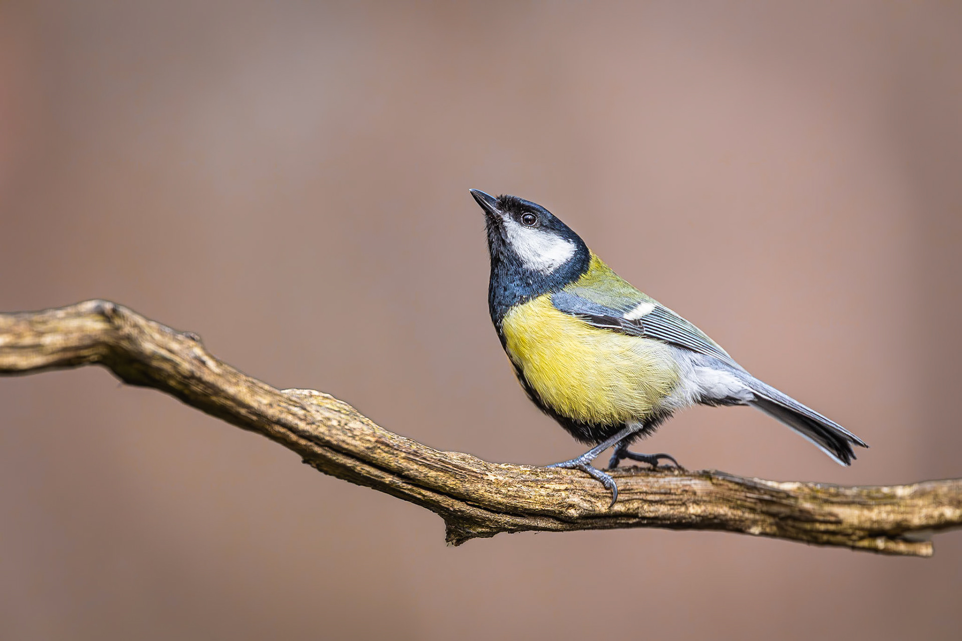 Koolmees / Great tit (Parus major)