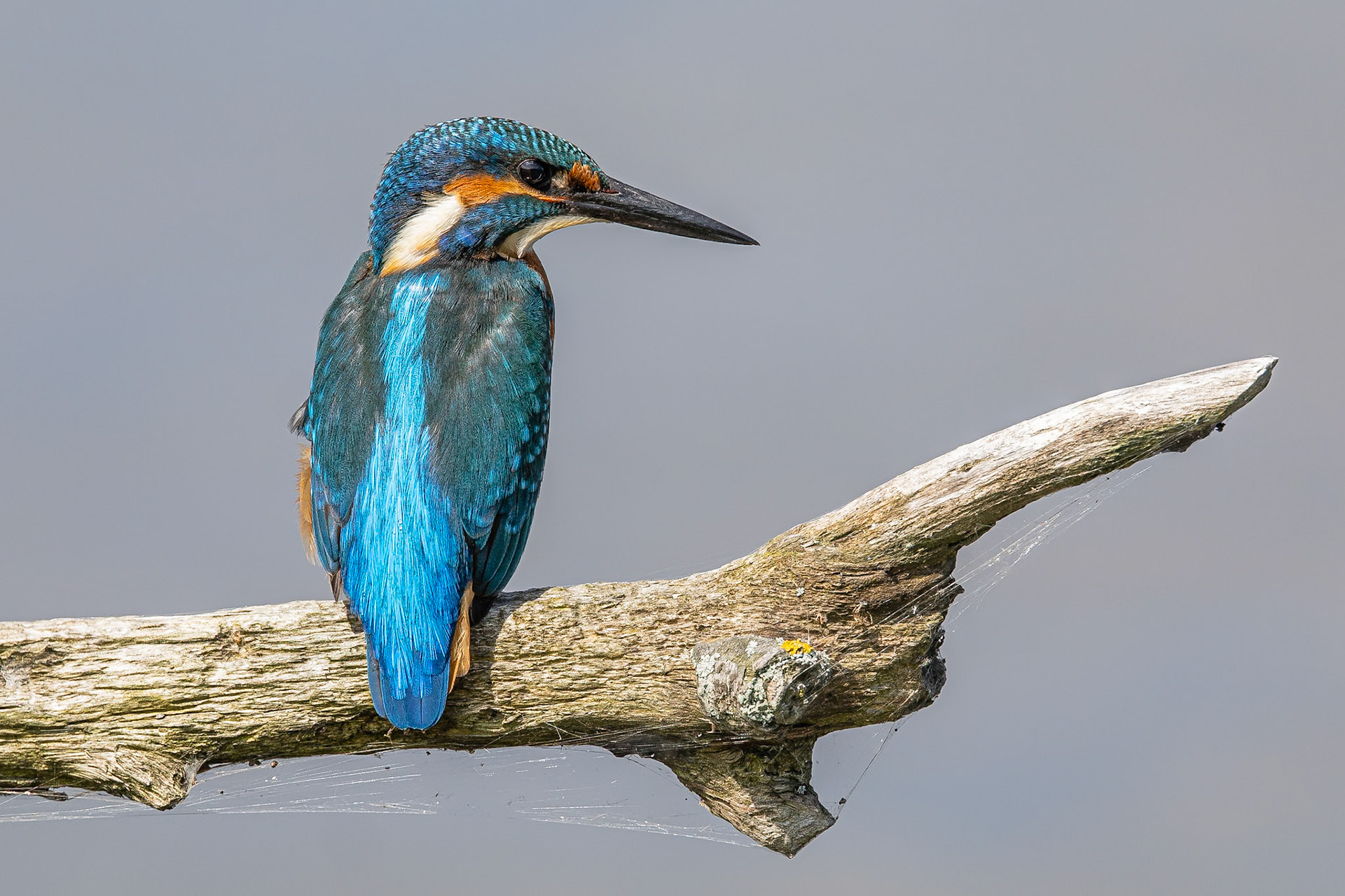 IJsvogel / Common kingfisher (Alcedo atthis)