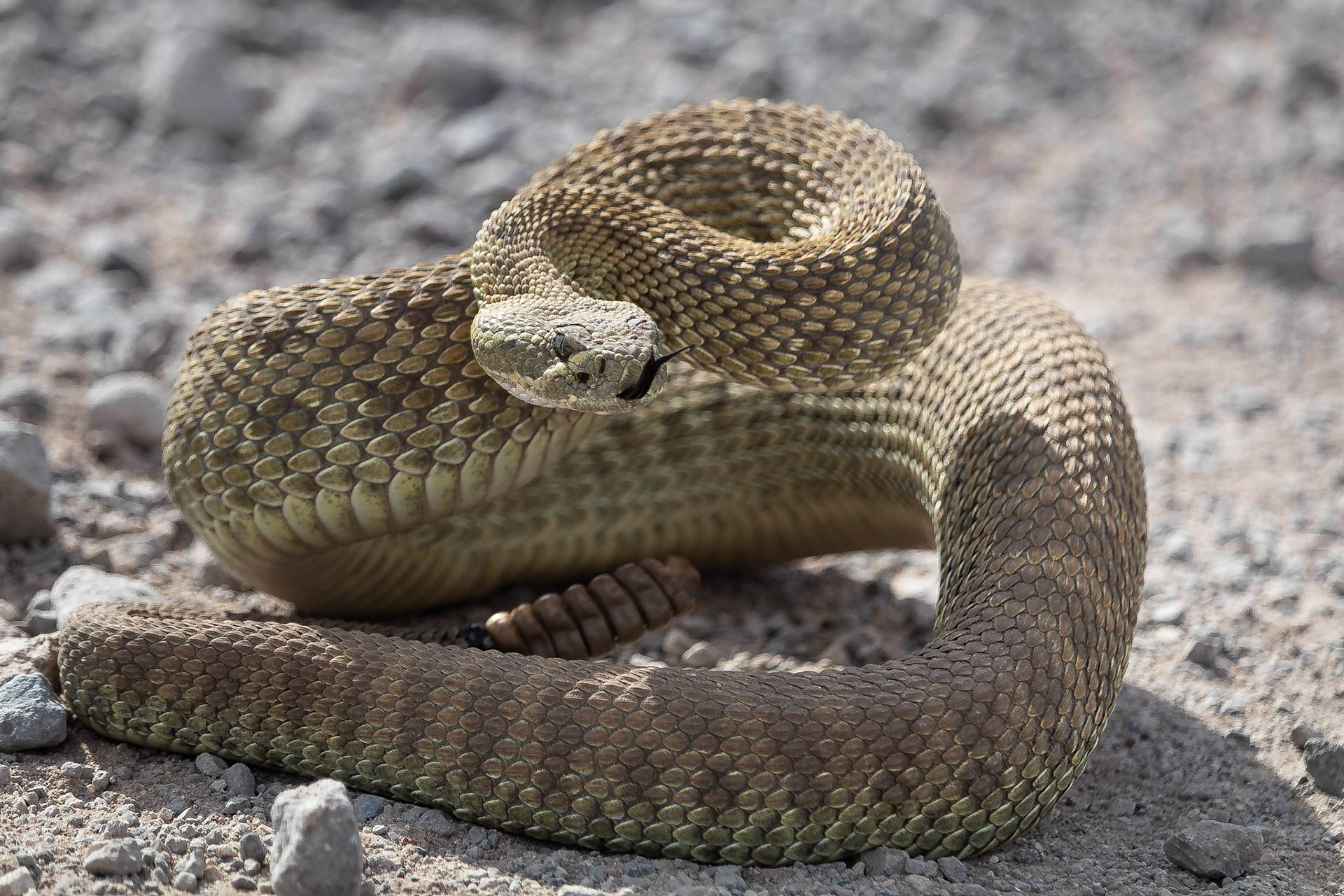 Prairieratelslang / Western rattlesnake (Crotalus viridis)