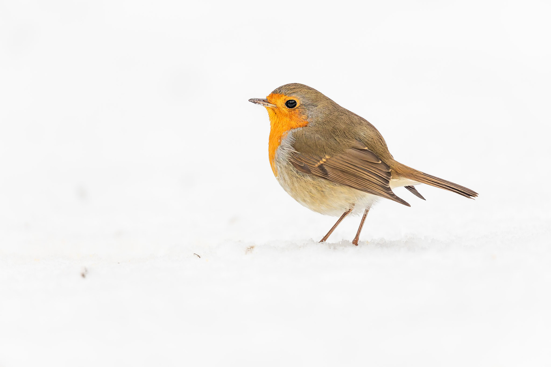 Roodborstje / European Robin (Erithacus rubecula)