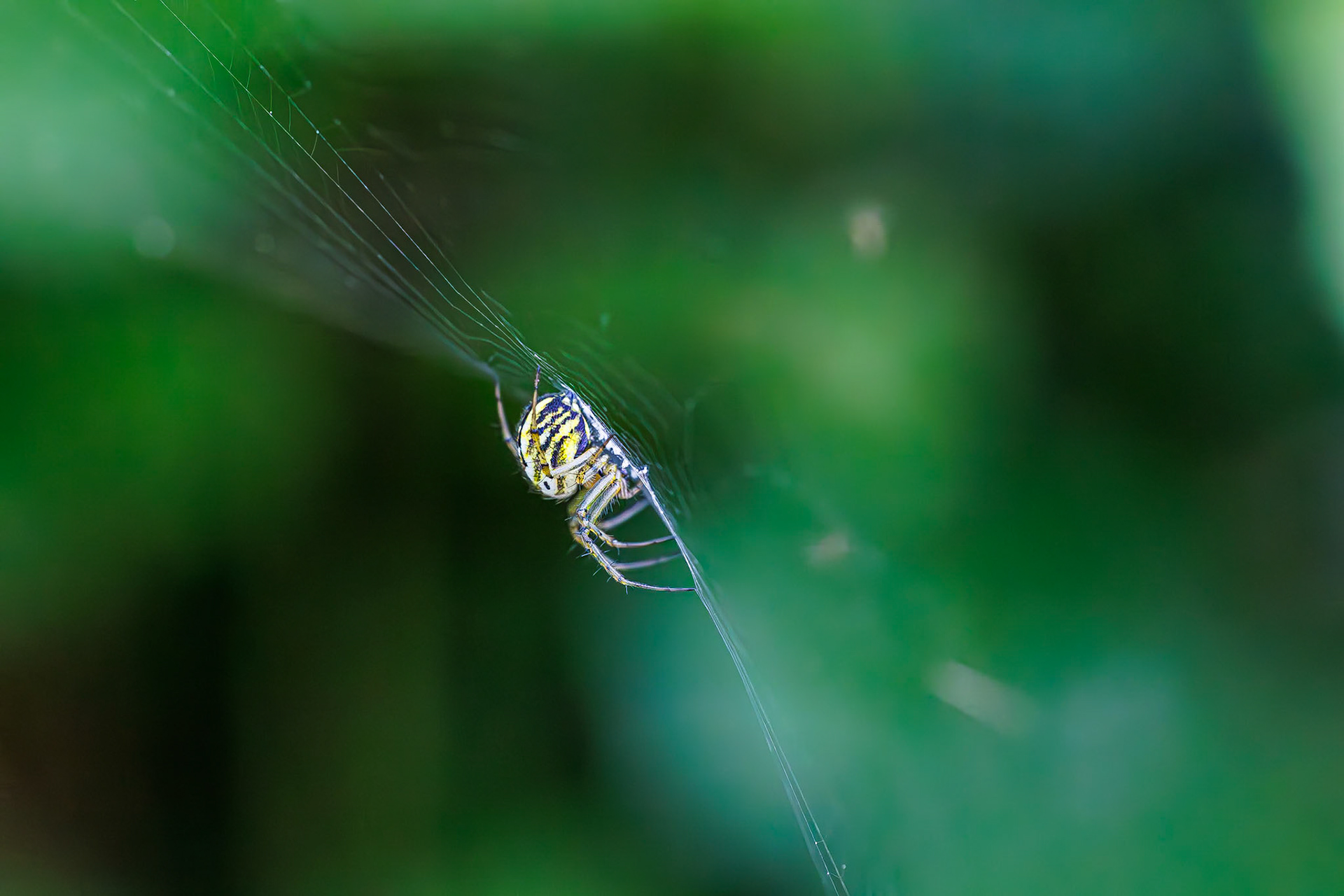 Driestreepspin / Cricket-bat orbweaver (Mangora acalypha)