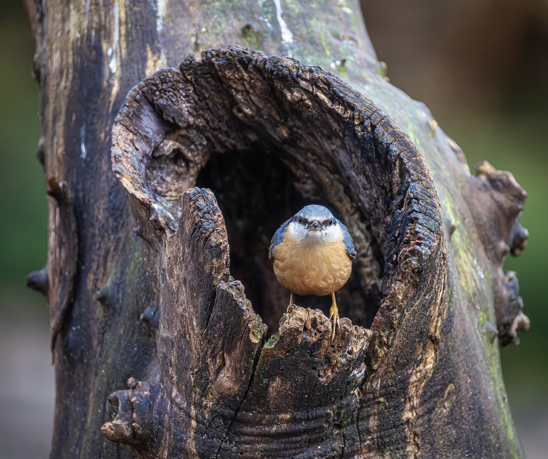 Boomklever / Eurasian nuthatch (Sitta europaea)