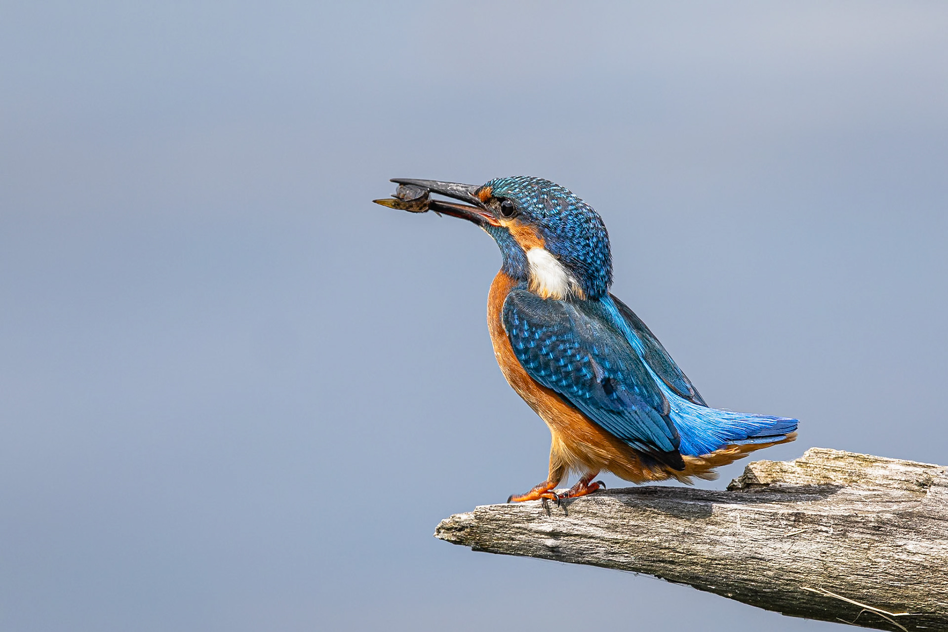IJsvogel / Common kingfisher (Alcedo atthis)