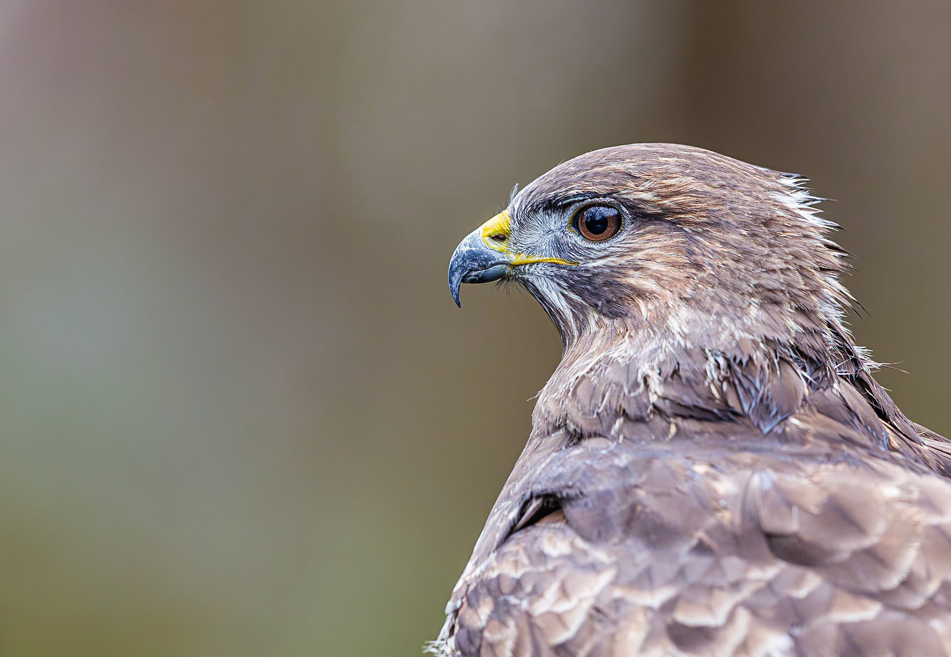 Buizerd / Common buzzard (Buteo buteo)