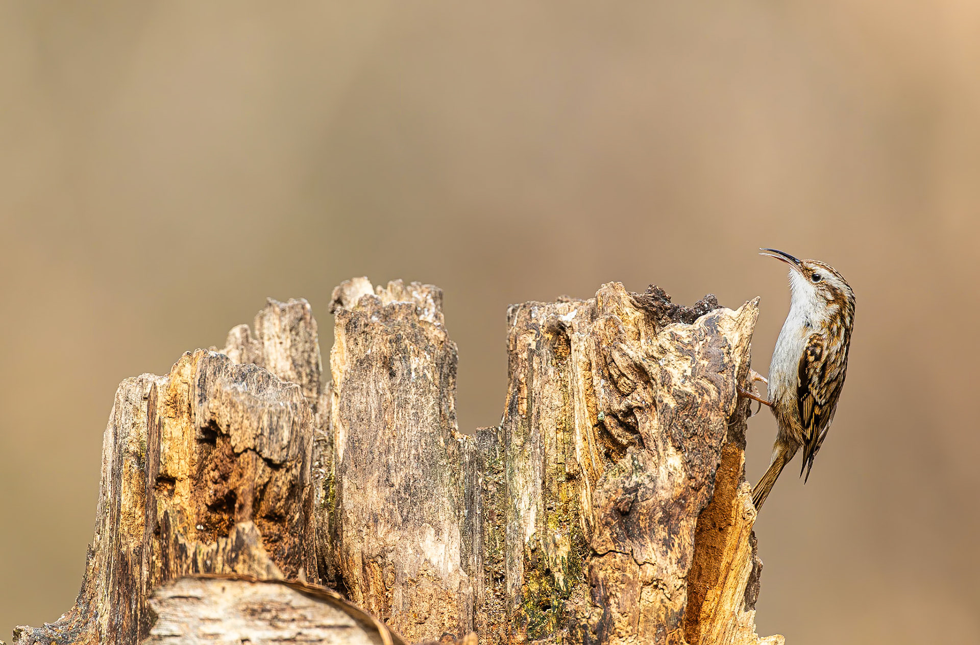 Boomkruiper / Short-toed treecreeper (Certhia brachydactyla)