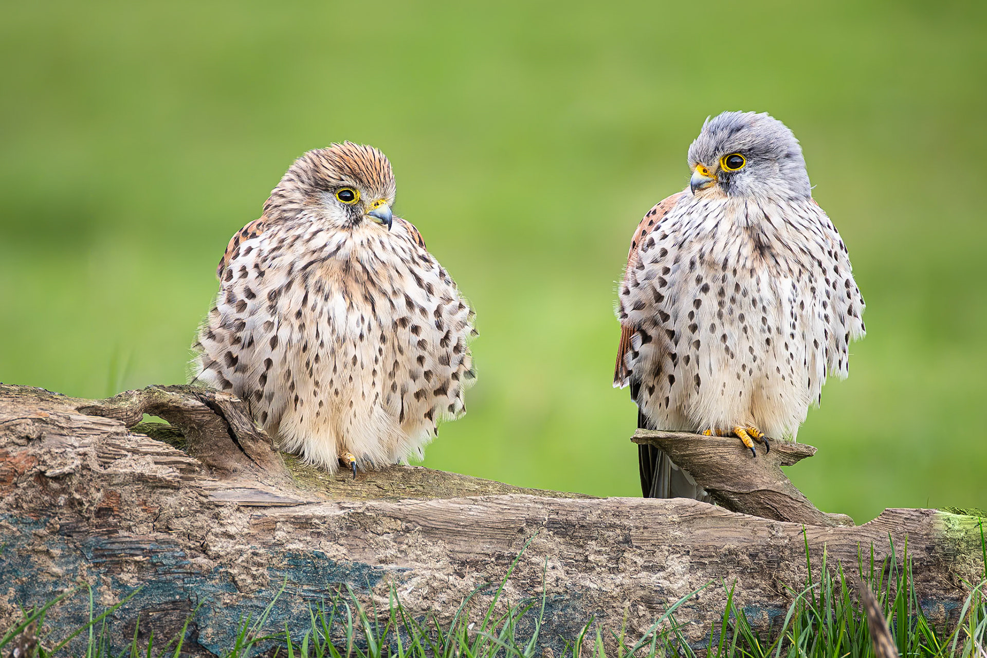 Torenvalk / Common kestrel (Falco tinnunculus)