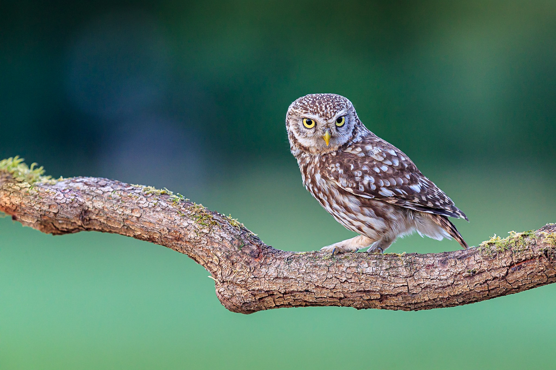 Steenuil / Little Owl (Athene noctua)