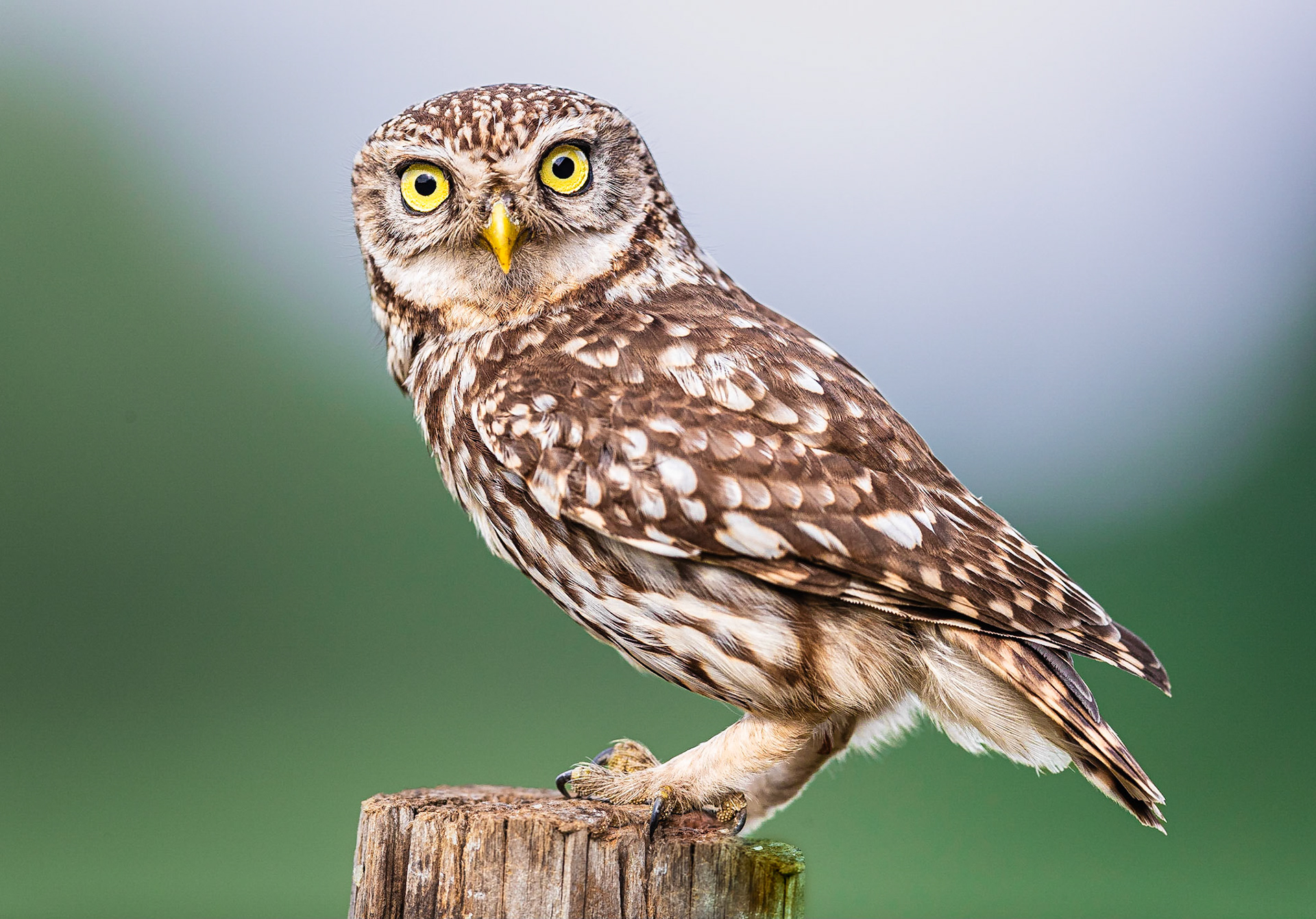 Steenuil / Little Owl (Athene noctua)