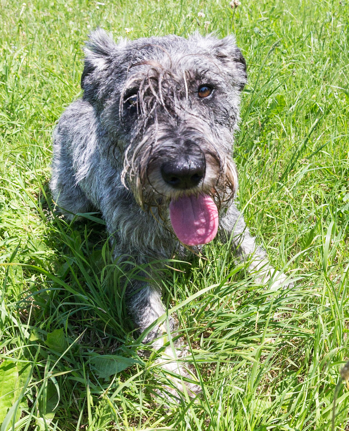 Odie