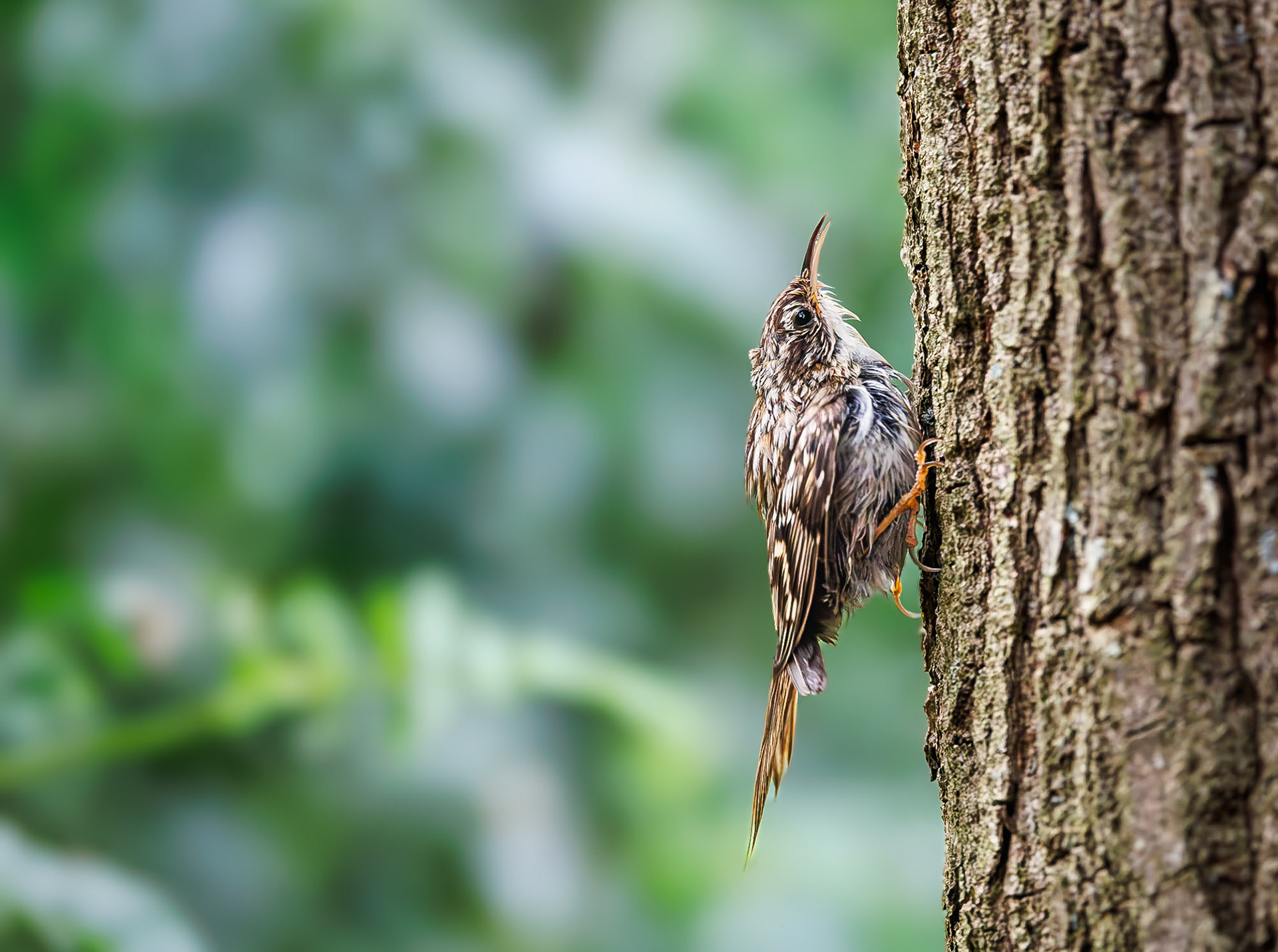 Boomkruiper / Short-toed treecreeper (Certhia brachydactyla)