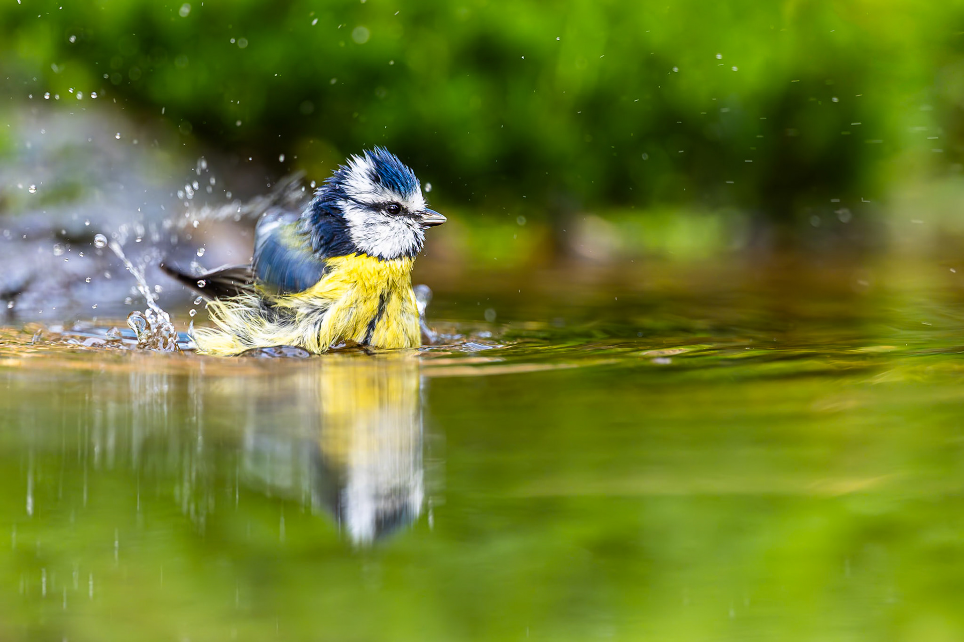 Pimpelmees / Eurasian blue tit (Parus caeruleus)