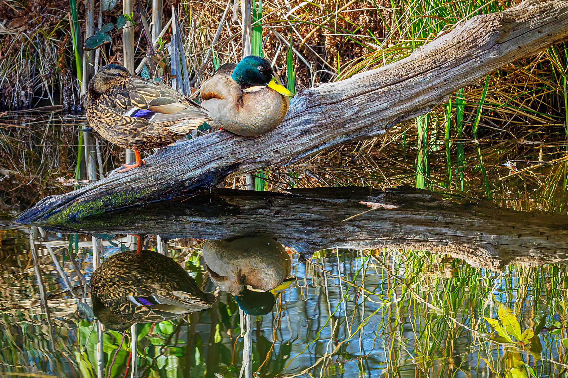 Wilde Eend / Mallard (Anas platyrhynchos)