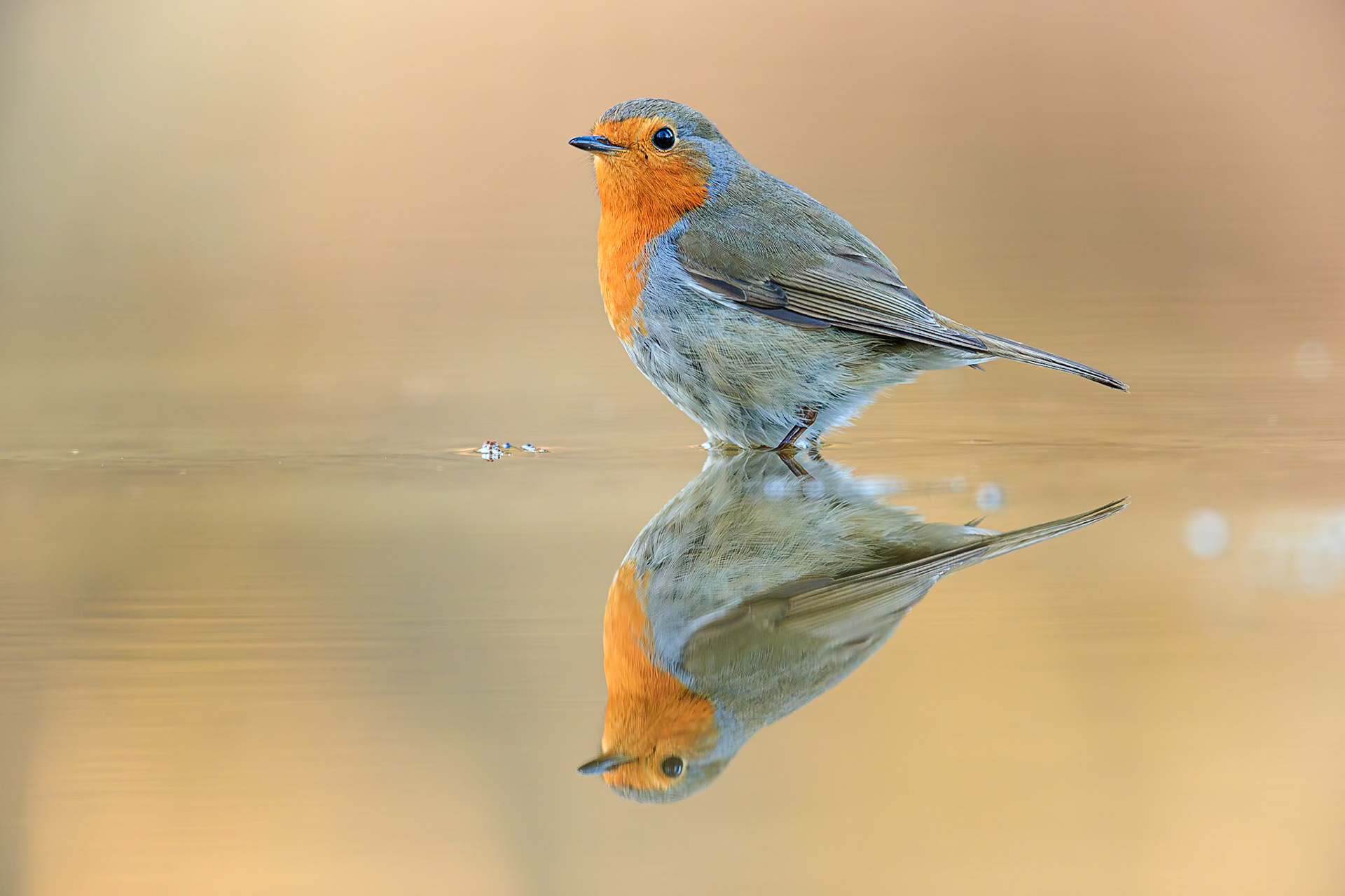 Roodborstje / European Robin (Erithacus rubecula)