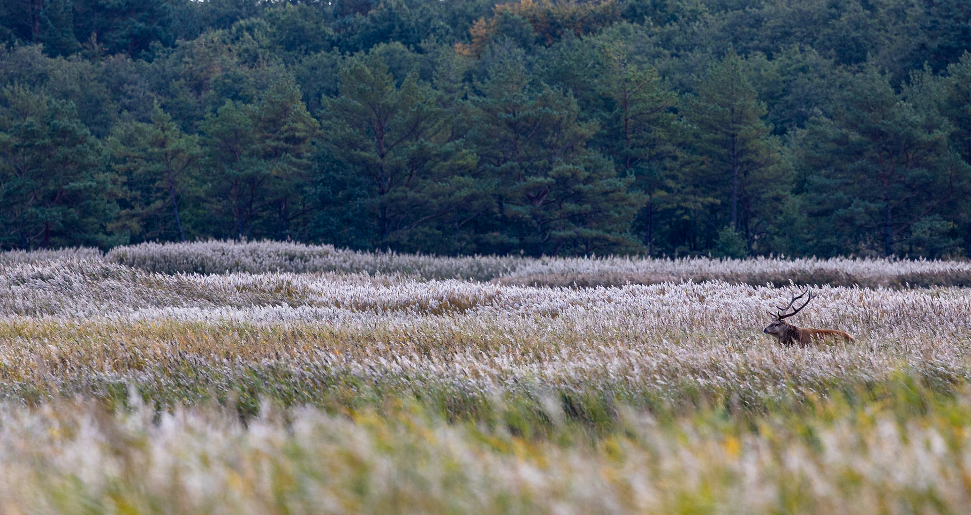 Edelhert / Red Deer  (Cervus elaphus)