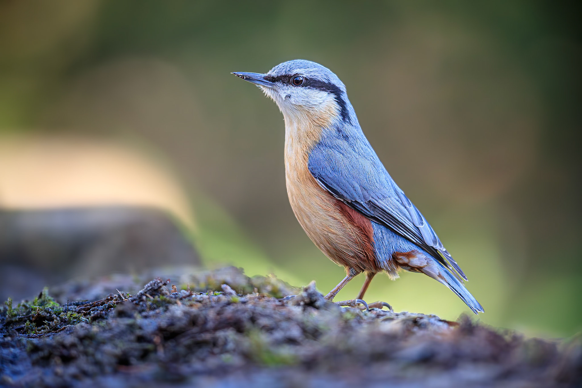 Boomklever / Eurasian nuthatch (Sitta europaea)