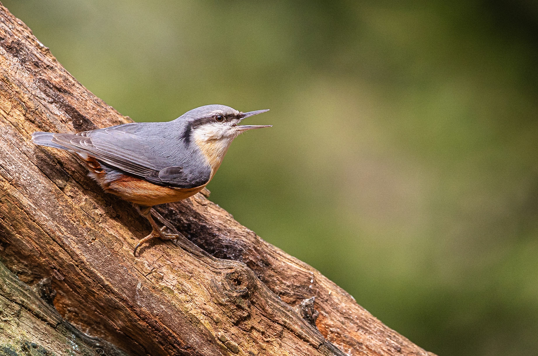 Boomklever / Eurasian nuthatch (Sitta europaea)