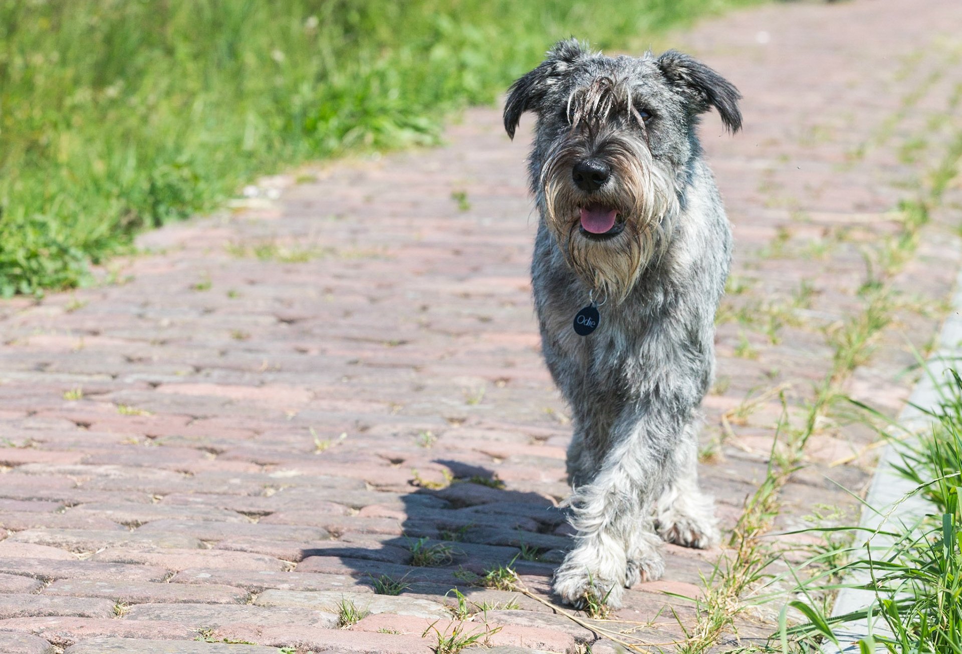 Odie