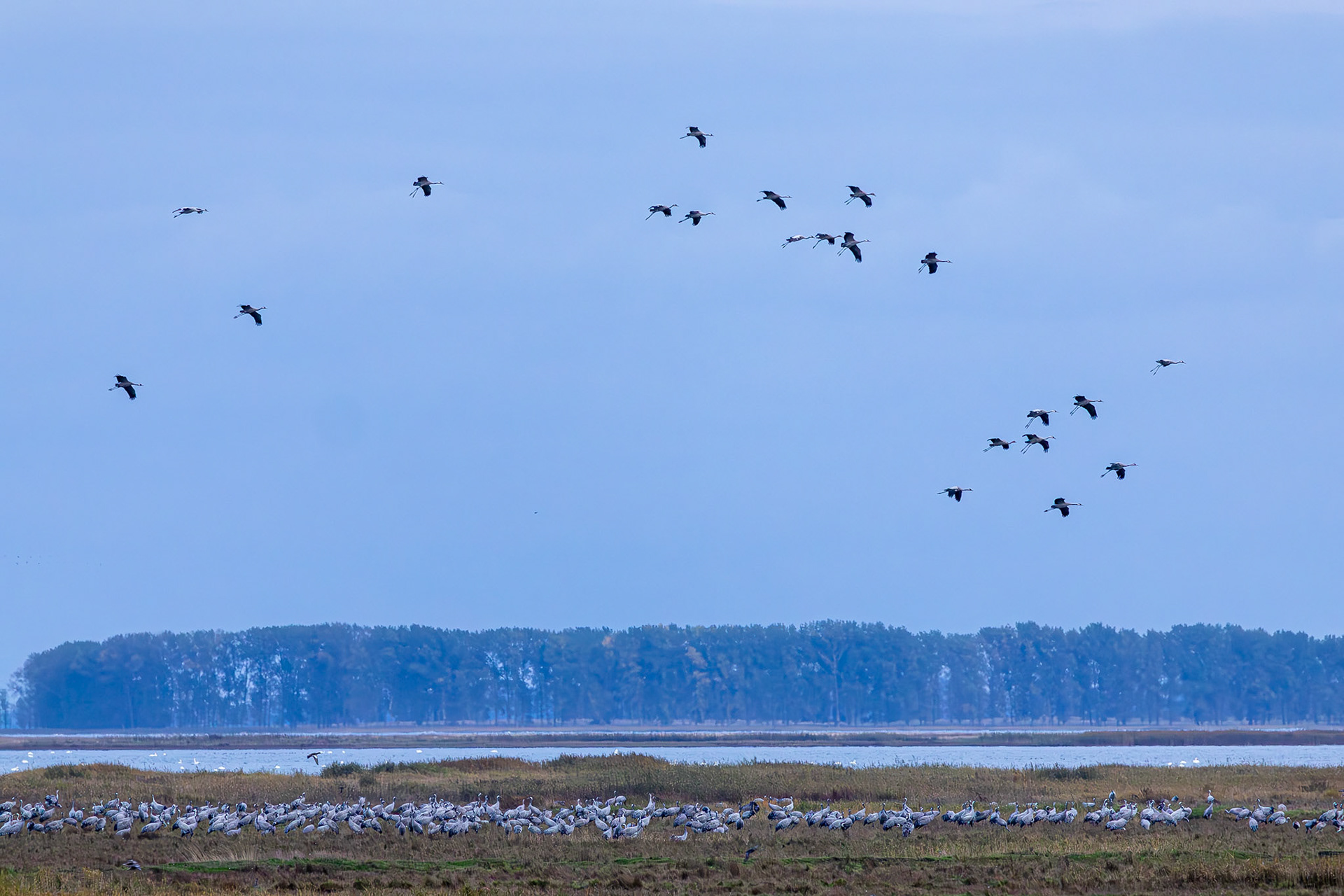 Kraanvogel / Common Crane (Grus grus)