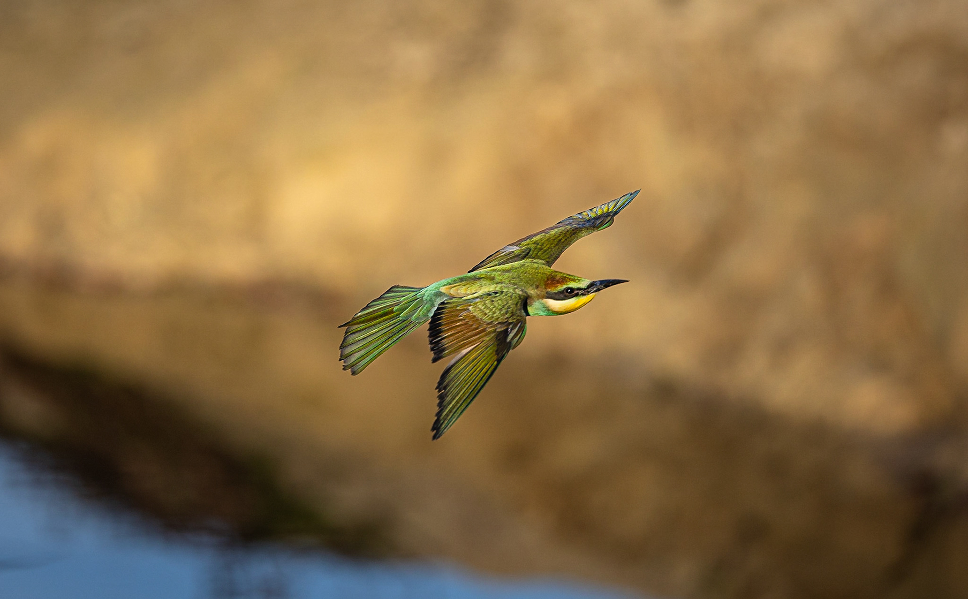 Europese Bijeneter / European Bee-eater (Merops apiaster)